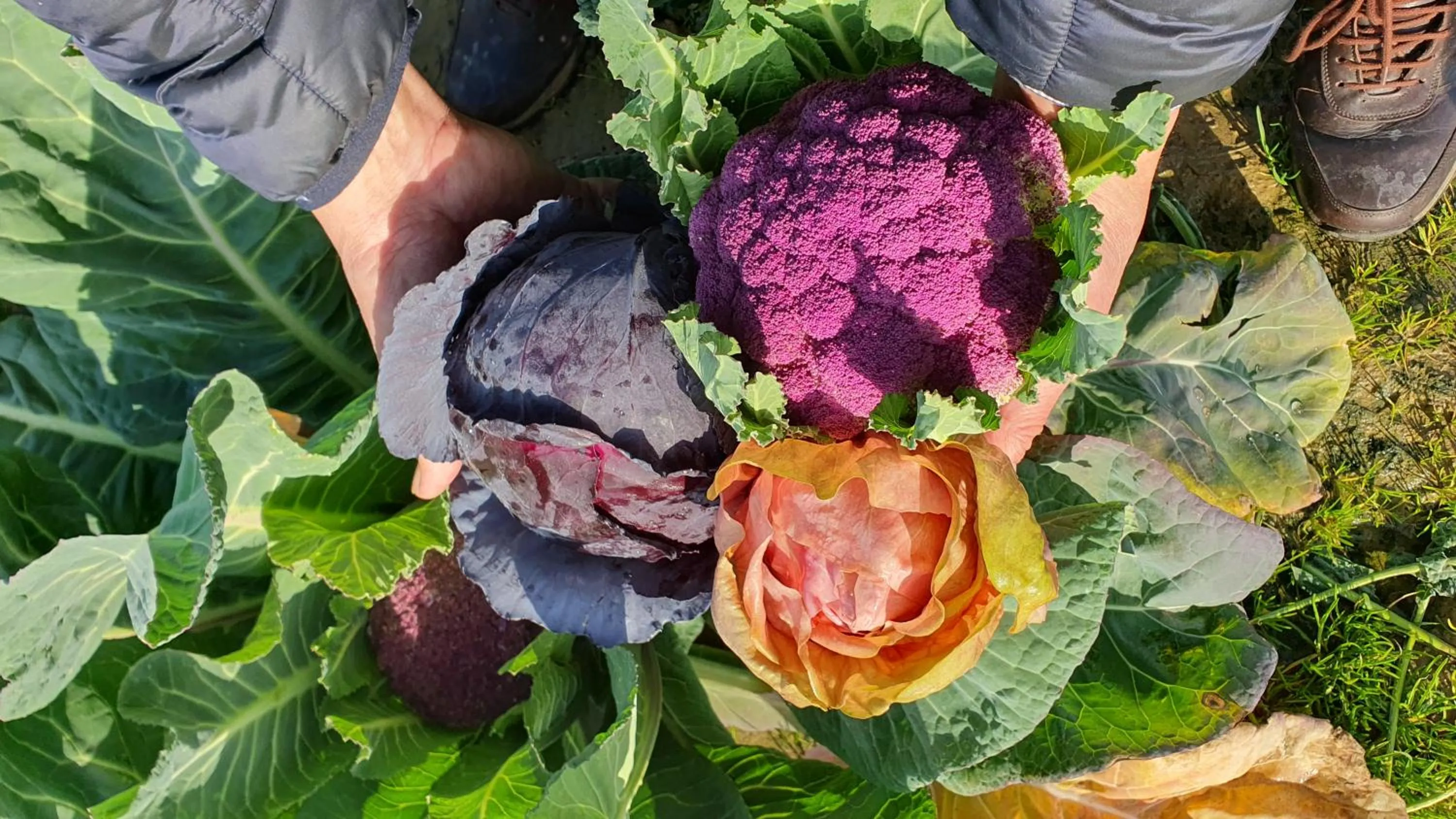 Restaurant/places to eat in Cortona Resort-Le Terre Dei Cavalieri