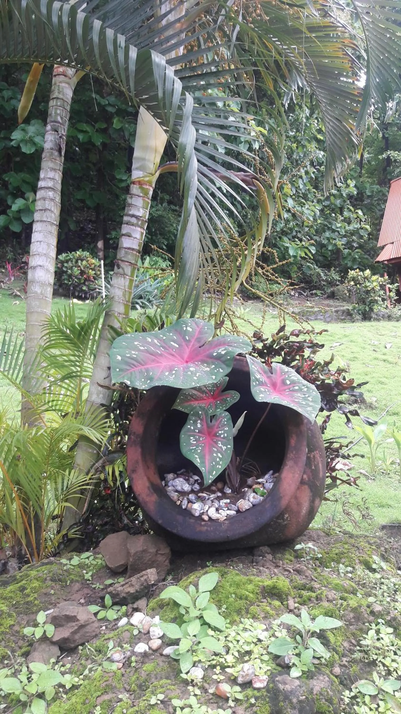 Garden in Hotel El Jardin