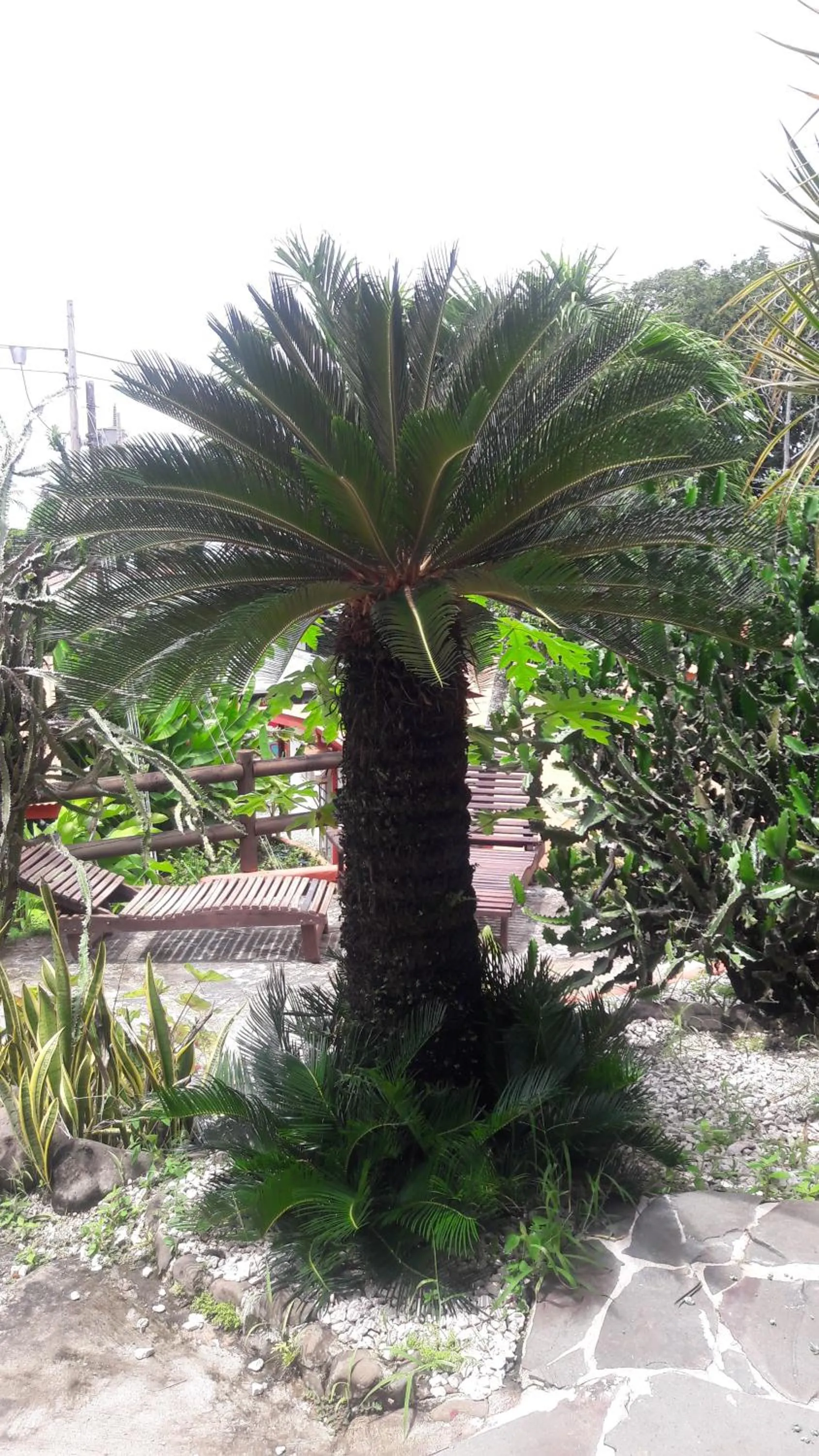Garden in Hotel El Jardin