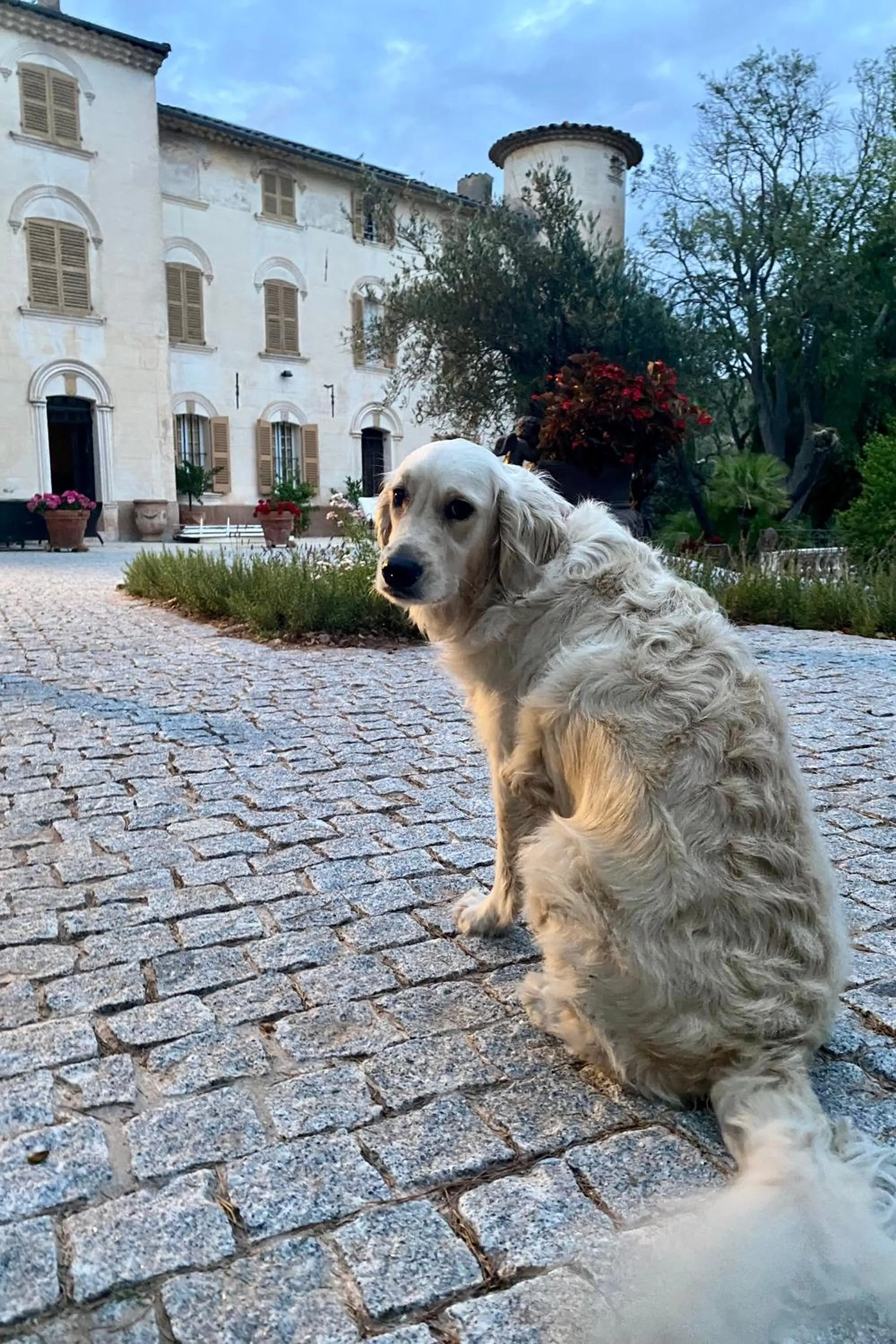 Animals in Château de Taradel