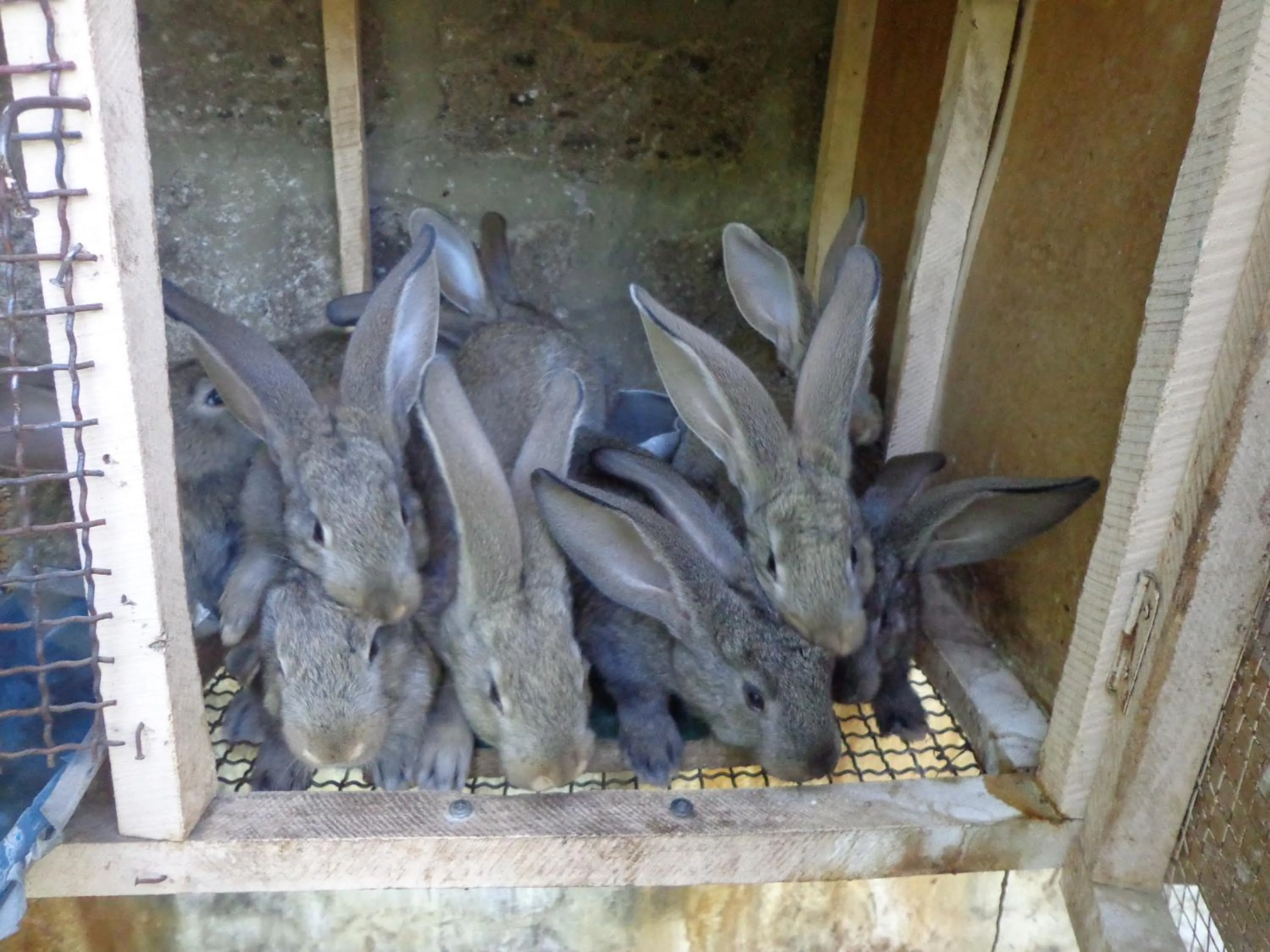 Animals in Artson B&B Vagharshapat