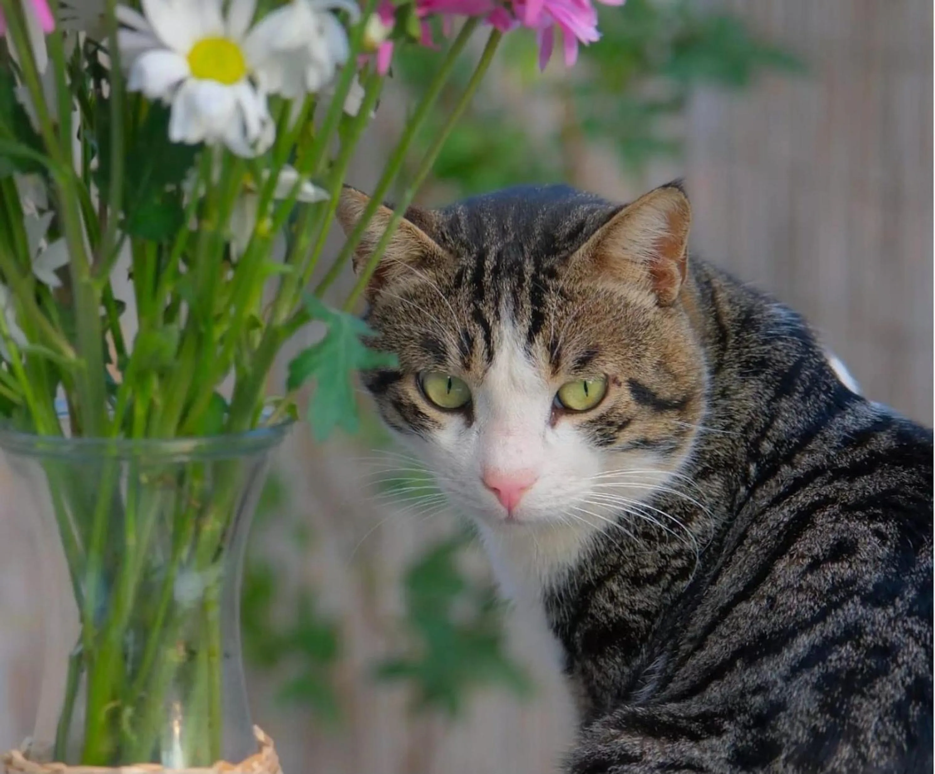 Pets in Collesium Garden