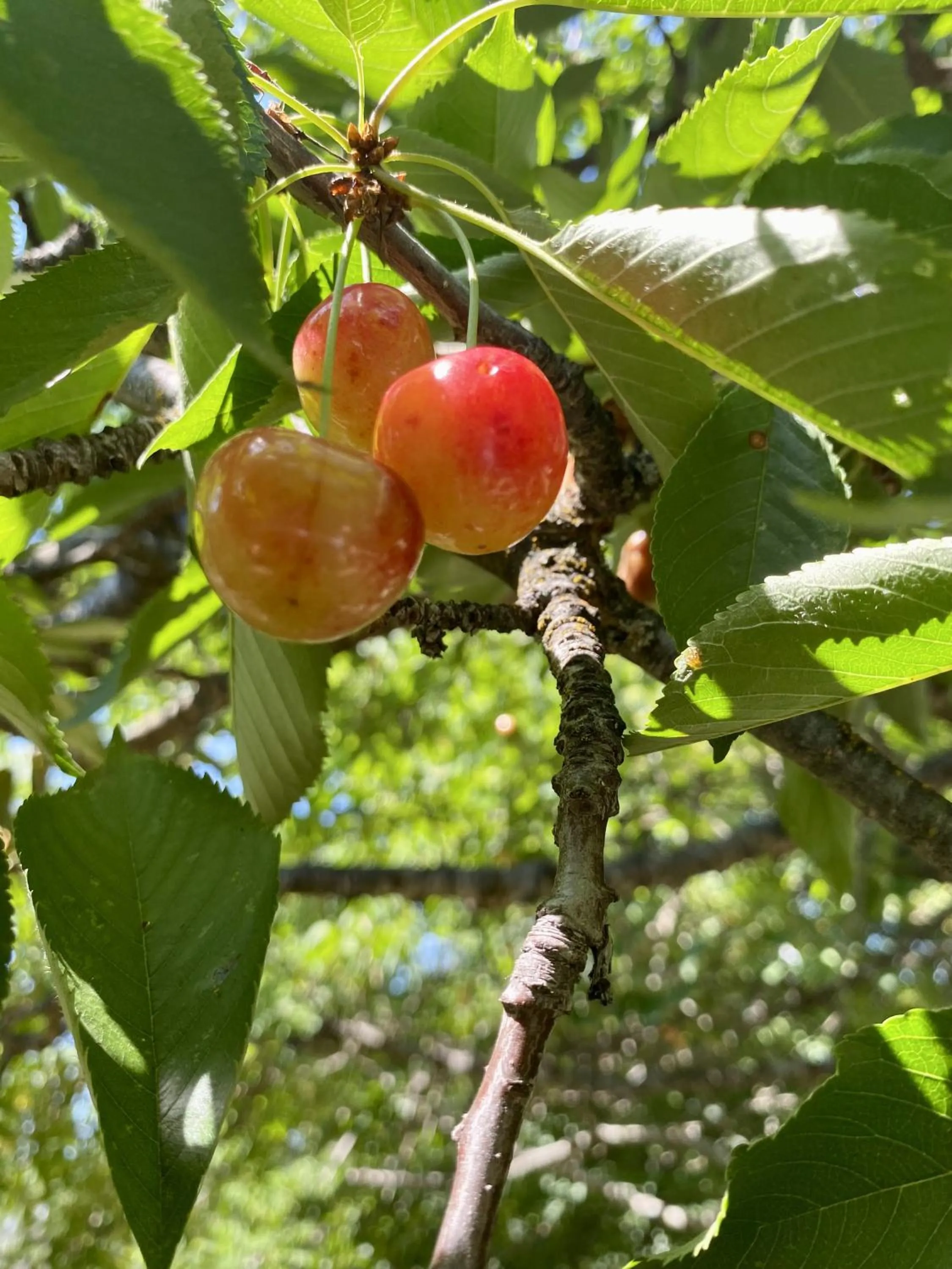 Columbia Point Resort