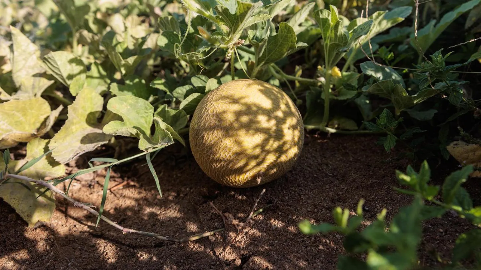 Garden view in Eden Beachfront Residences & Suites