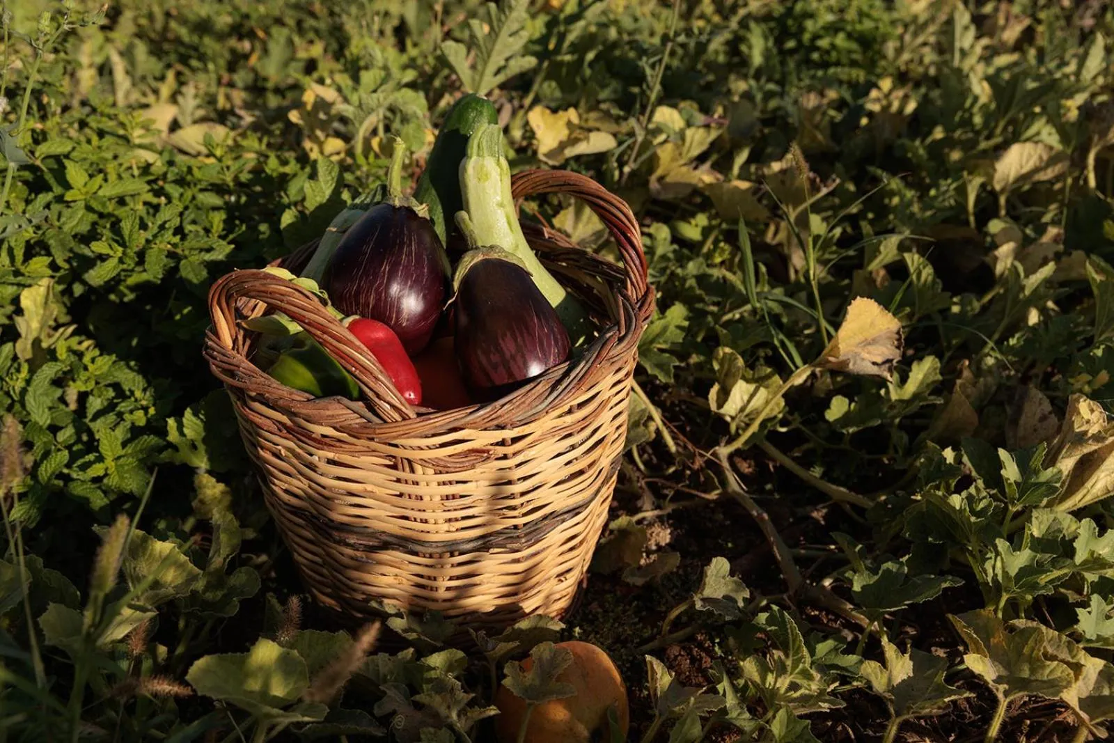 Garden in Eden Beachfront Residences & Suites