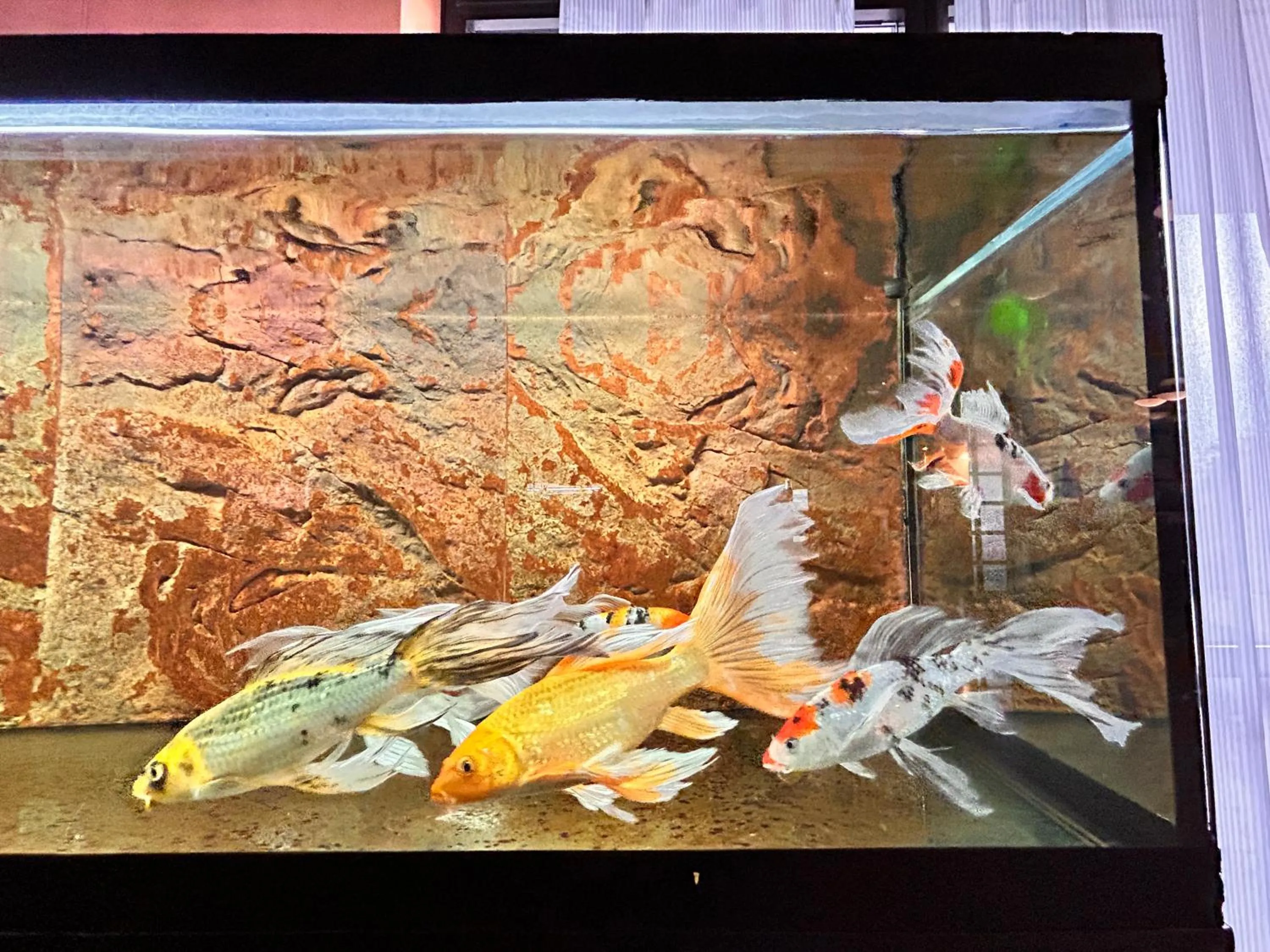 Pets in La Fenice Hotel