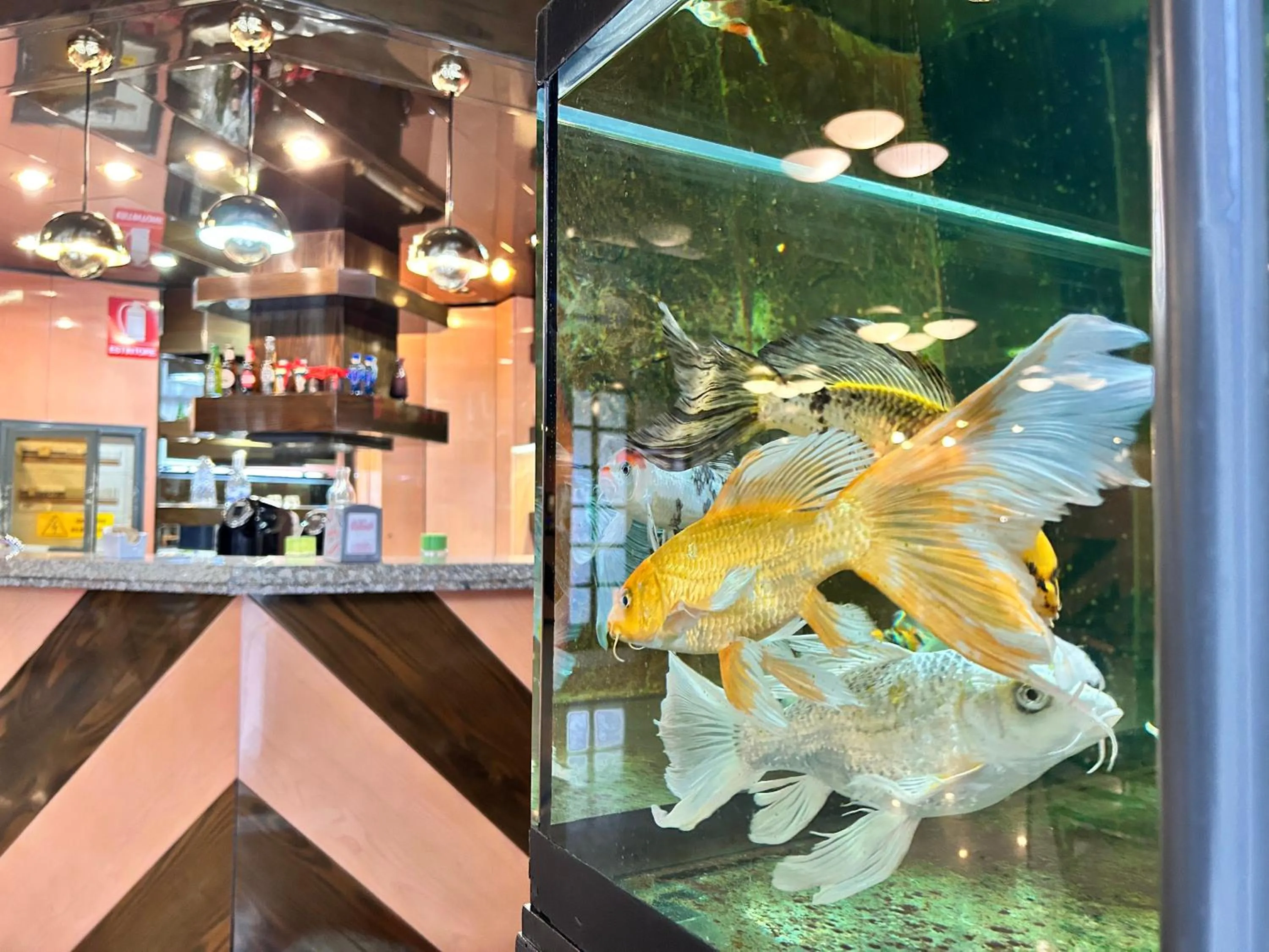 Animals in La Fenice Hotel