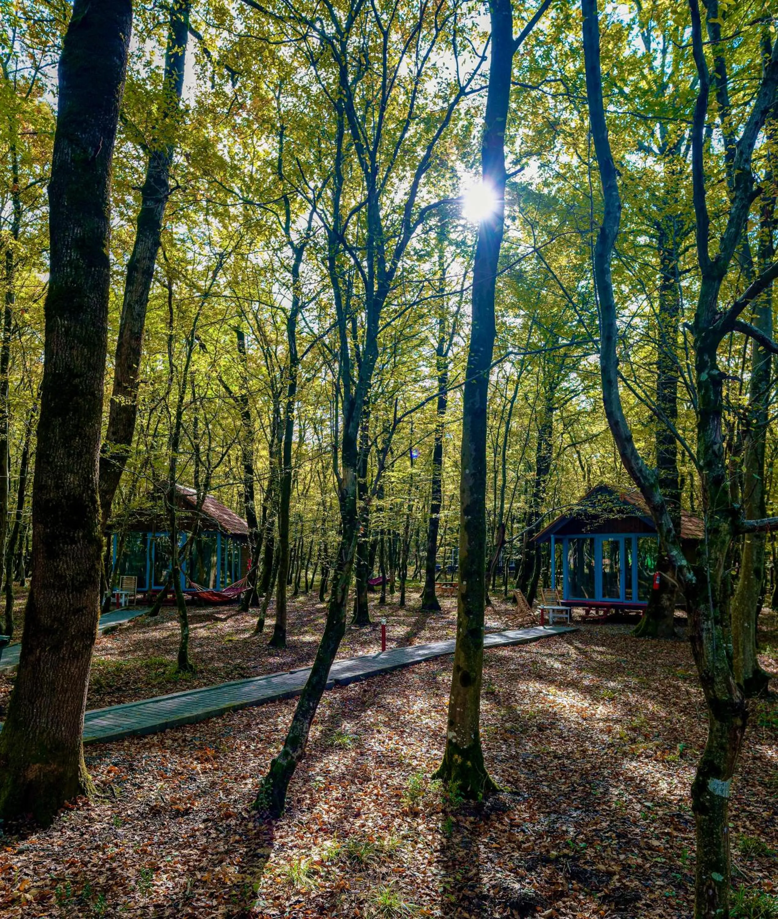 Natural landscape in Chateau Vartsikhe