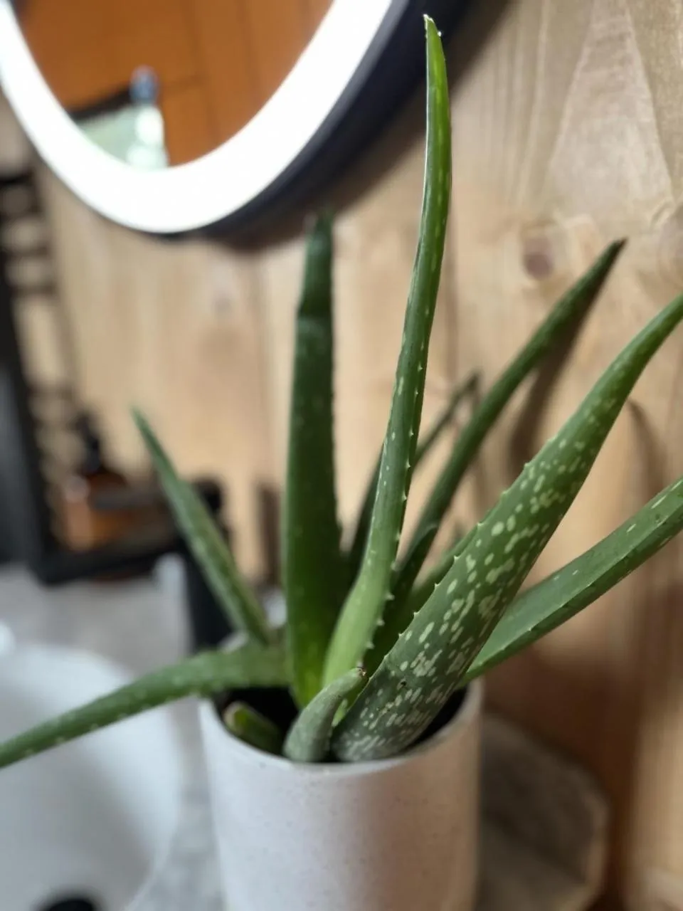 Bathroom in Robin Hood Safari Tent
