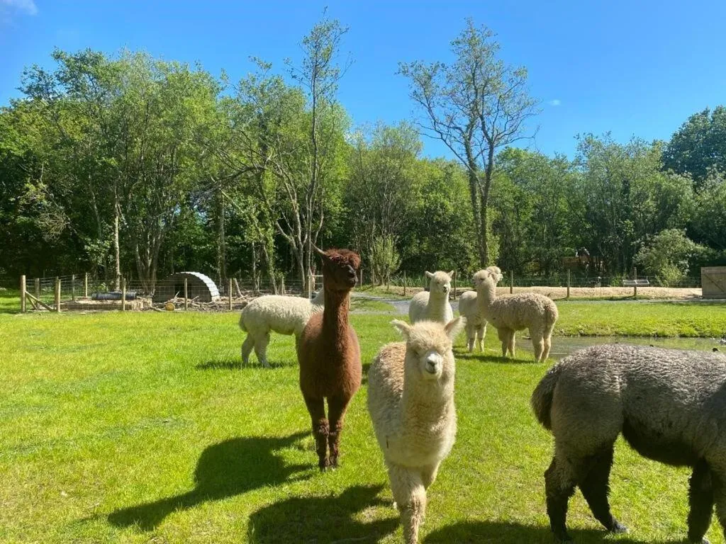 Property building in Robin Hood Safari Tent