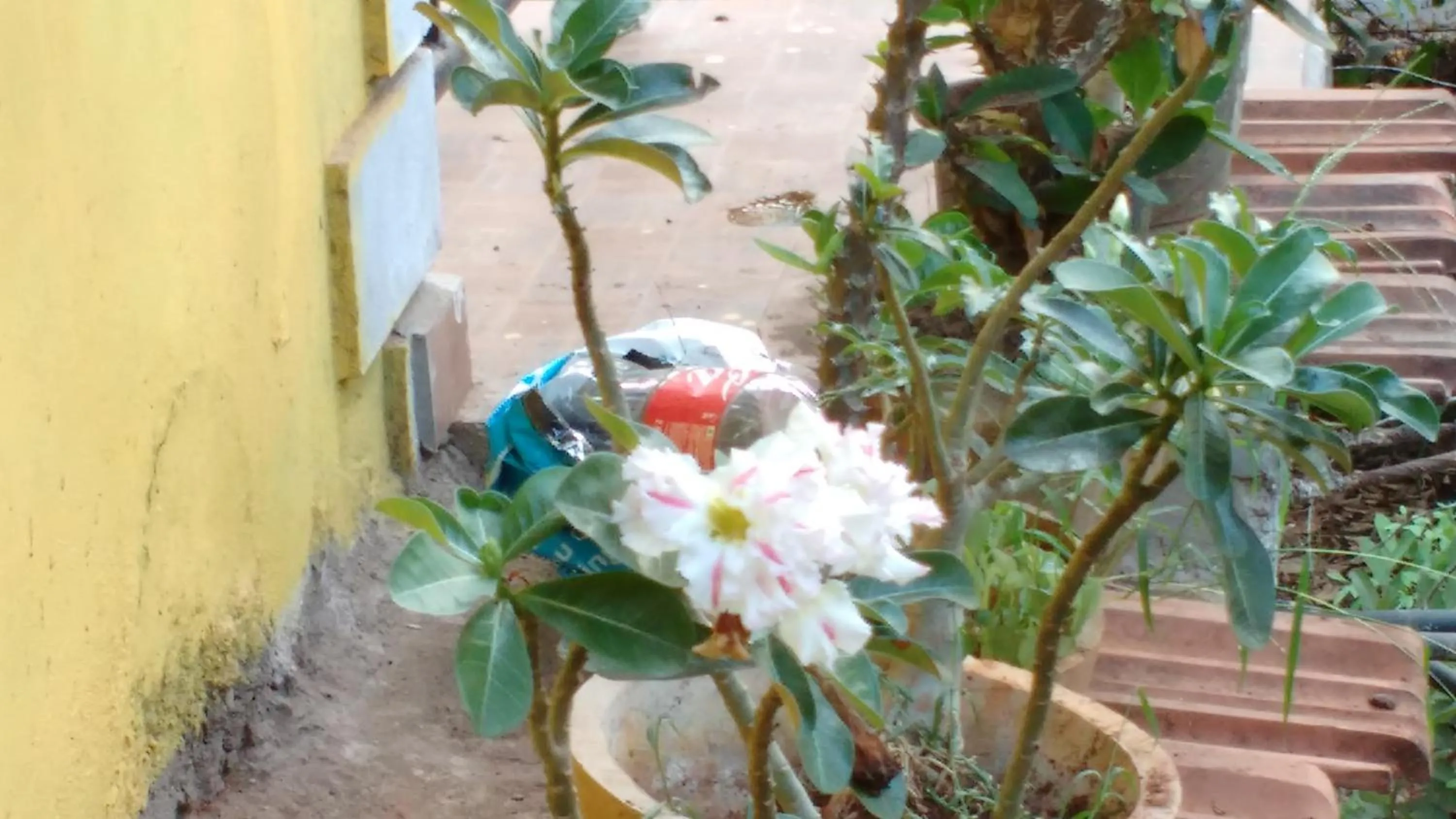 Executive Double Room in Aguiar Guest House