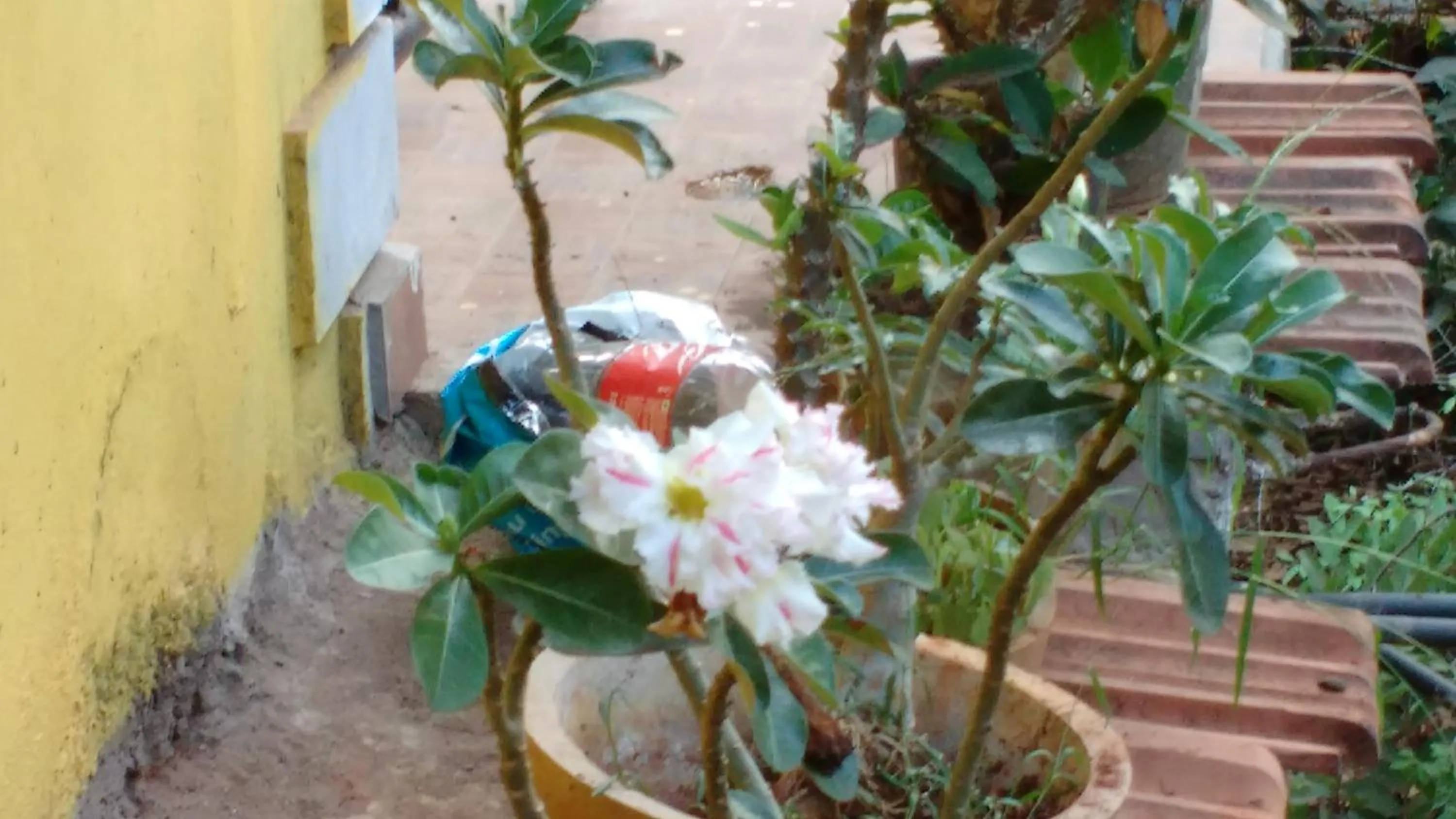 Standard Room in Aguiar Guest House