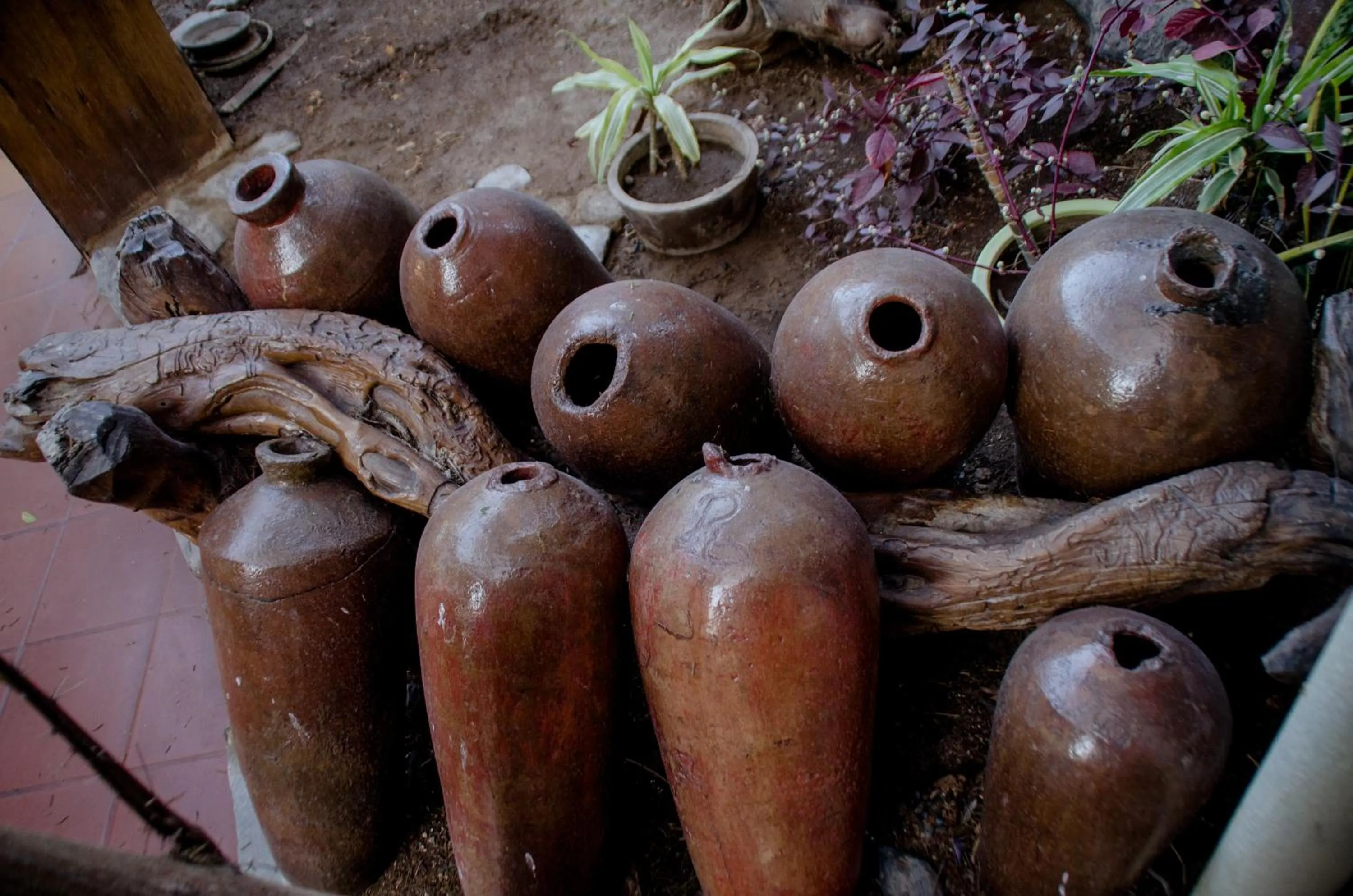 Area and facilities in Hotel & Hacienda El Carmelo