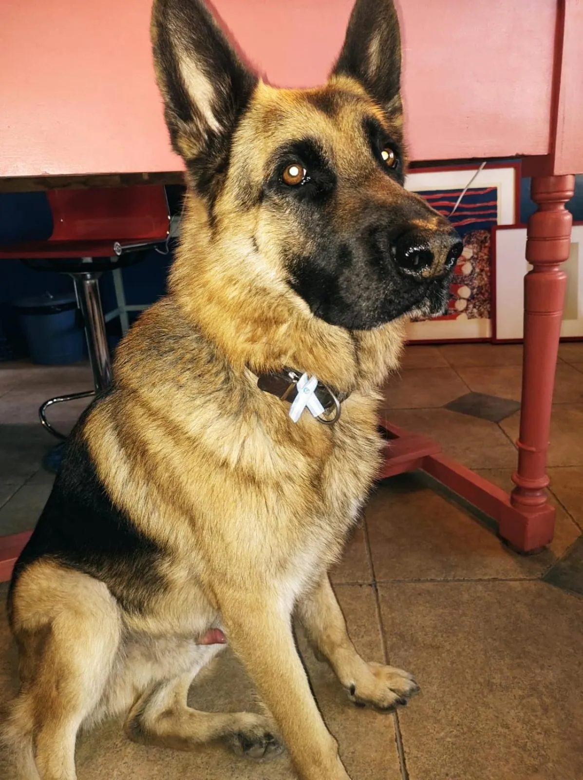 Pets in Hotel Windsor Mendoza