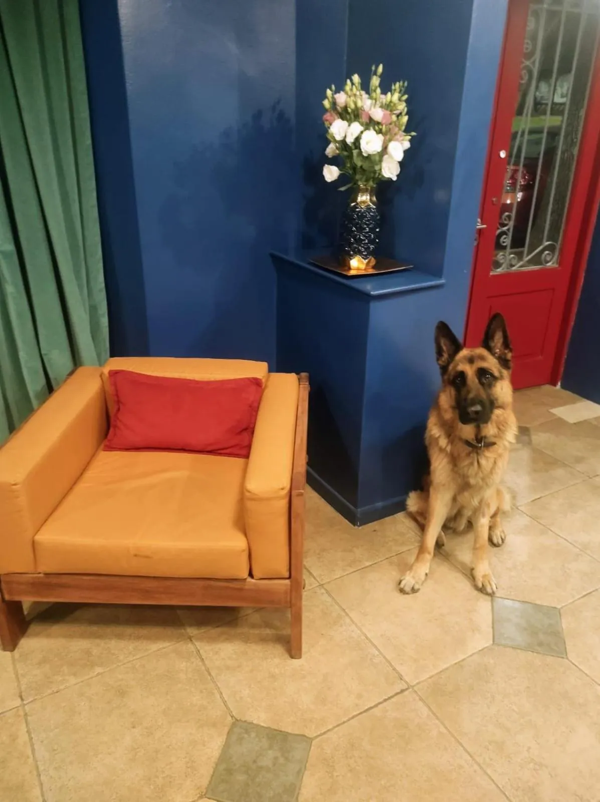 Animals in Hotel Windsor Mendoza