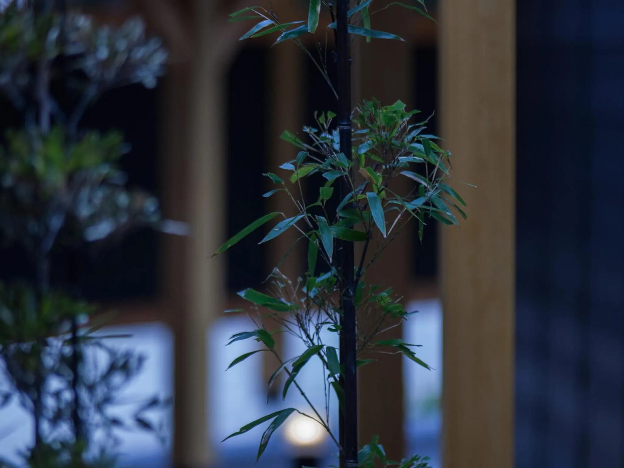 Garden in Tsukiyominoza