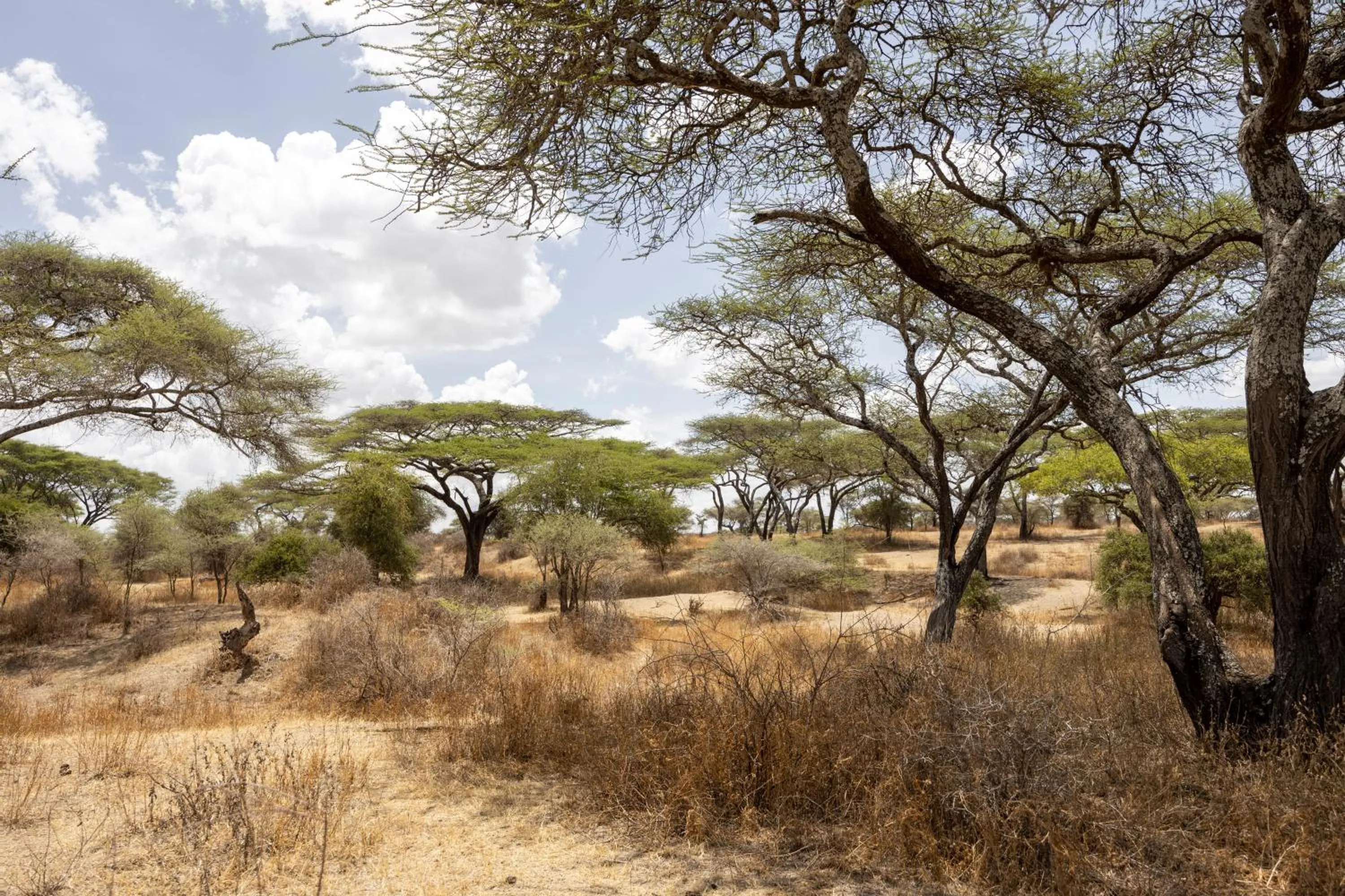 Natural landscape in Africa Safari South Serengeti Ndutu Ngorongoro