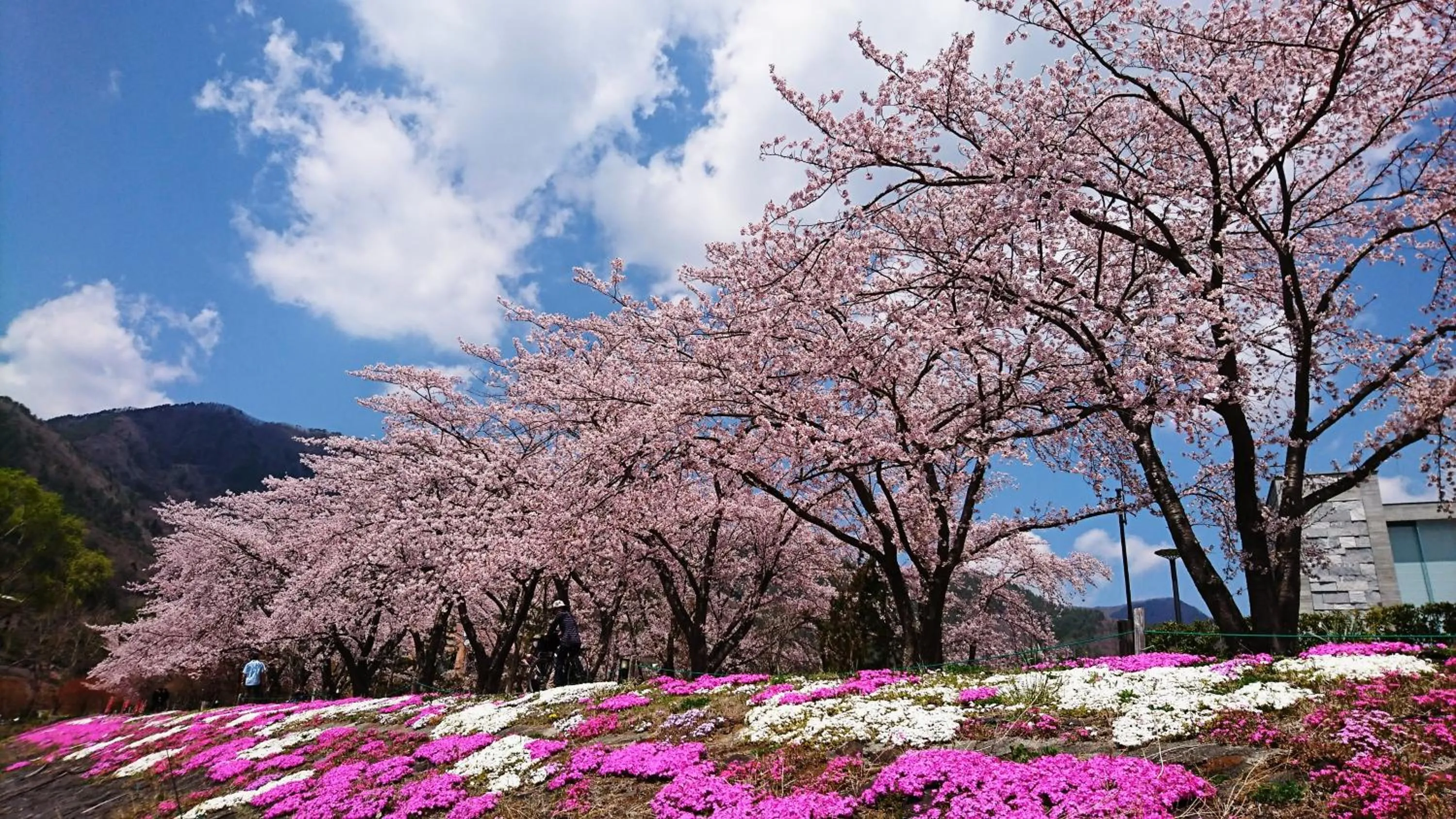 Spring in Lake Villa Kawaguchiko