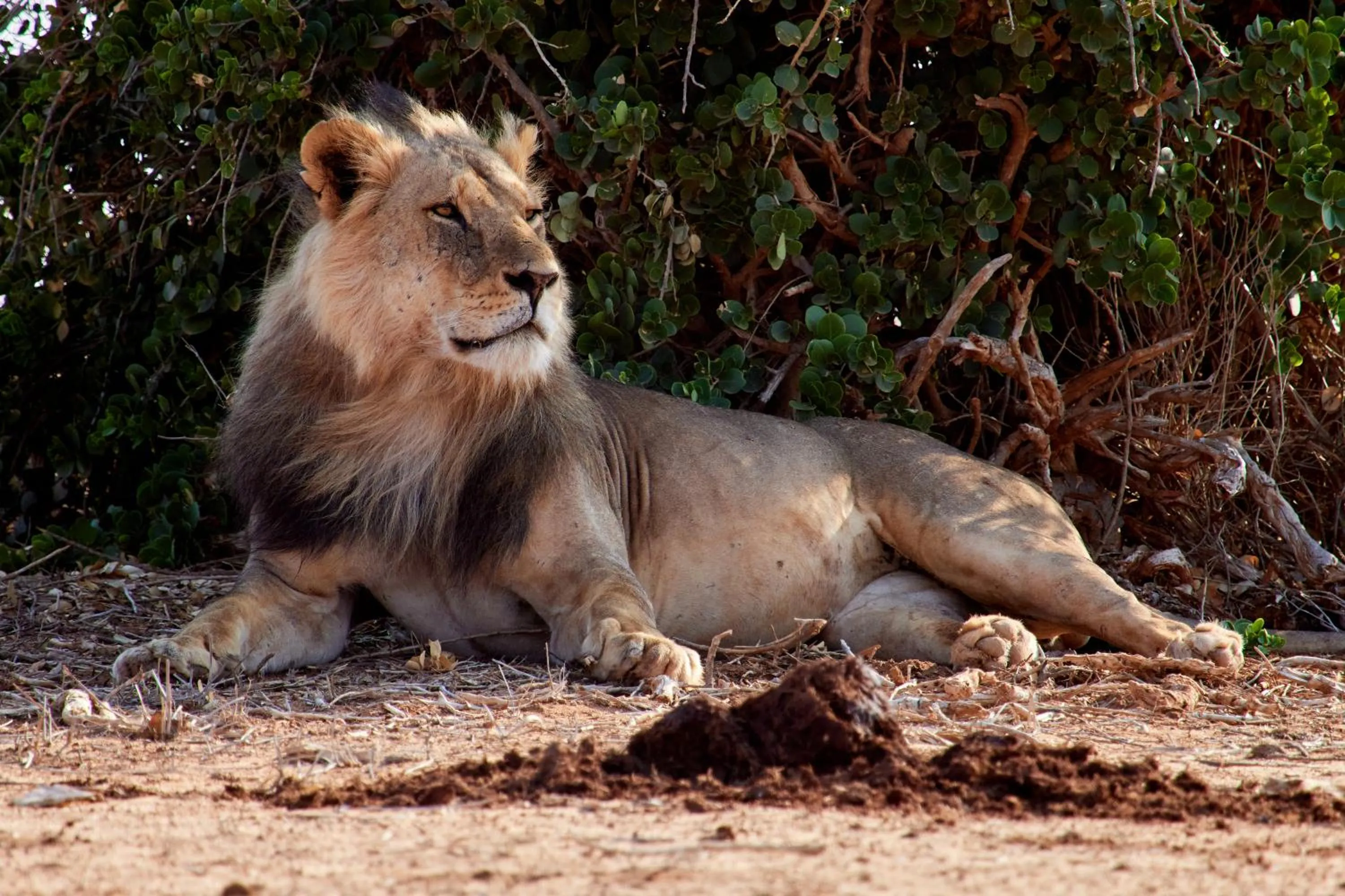 Animals in Jacyjoka Apartments Nyali