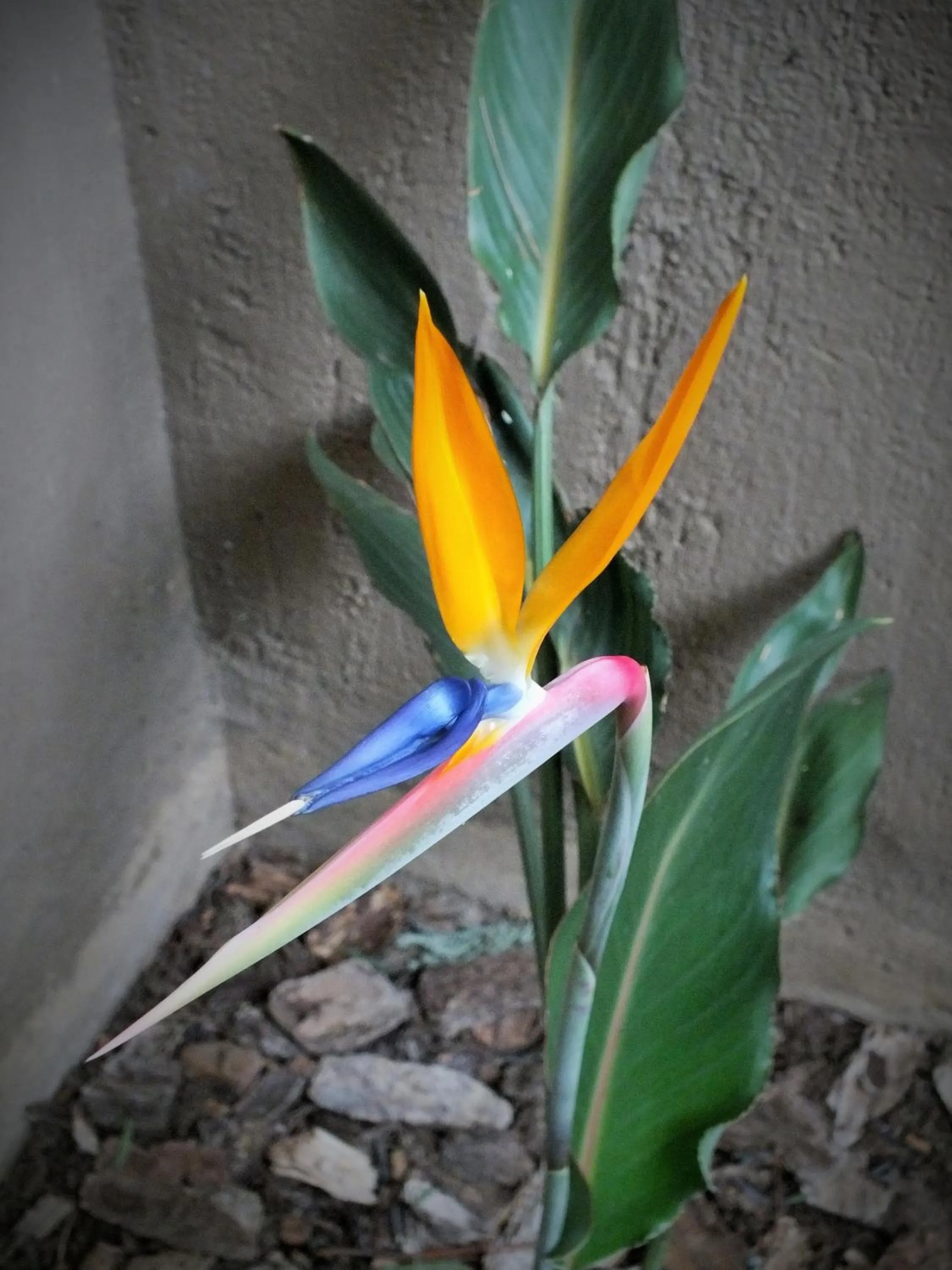Garden in Uzuri Guesthouse CC