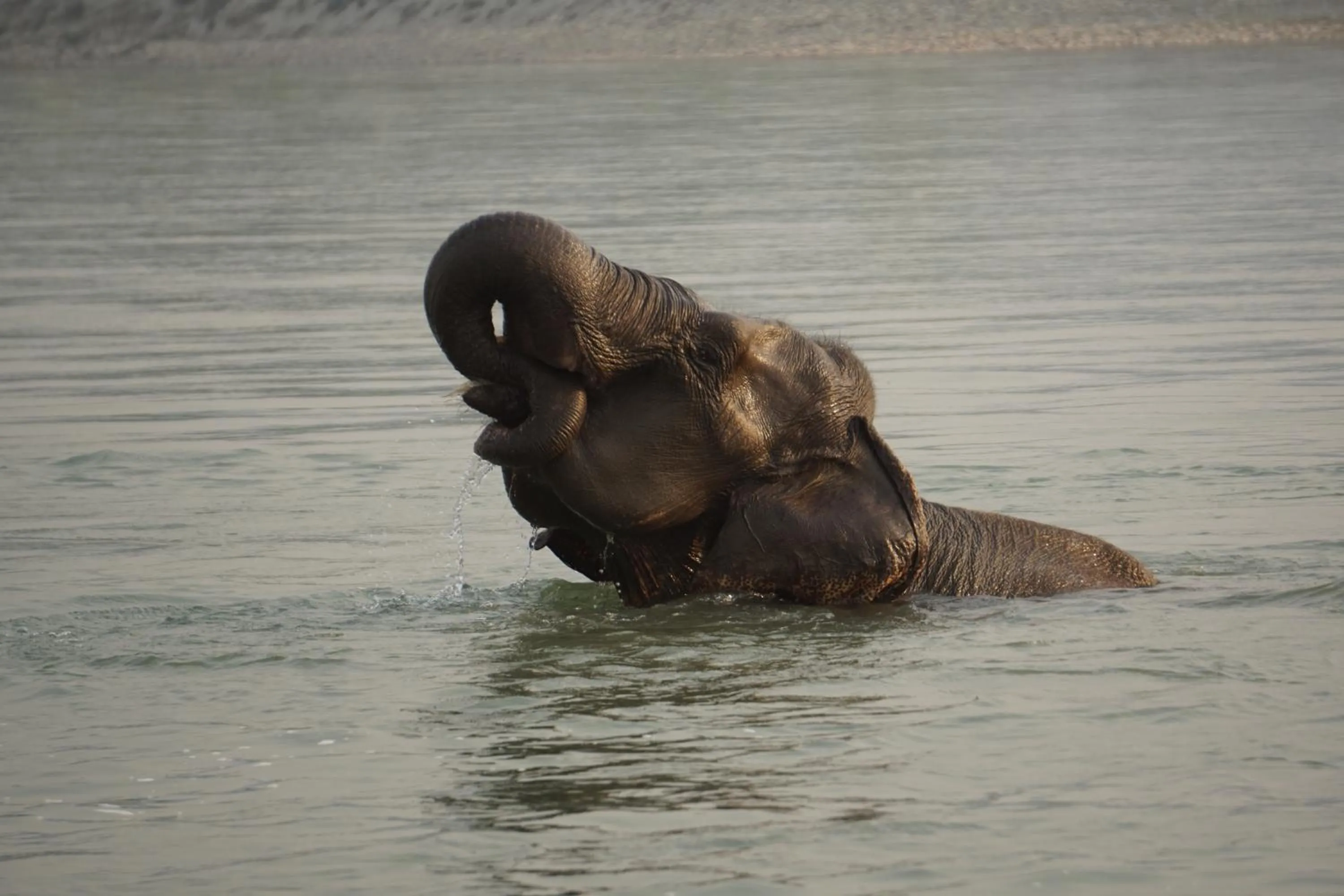 Activities in Tiger Tops Tharu Lodge