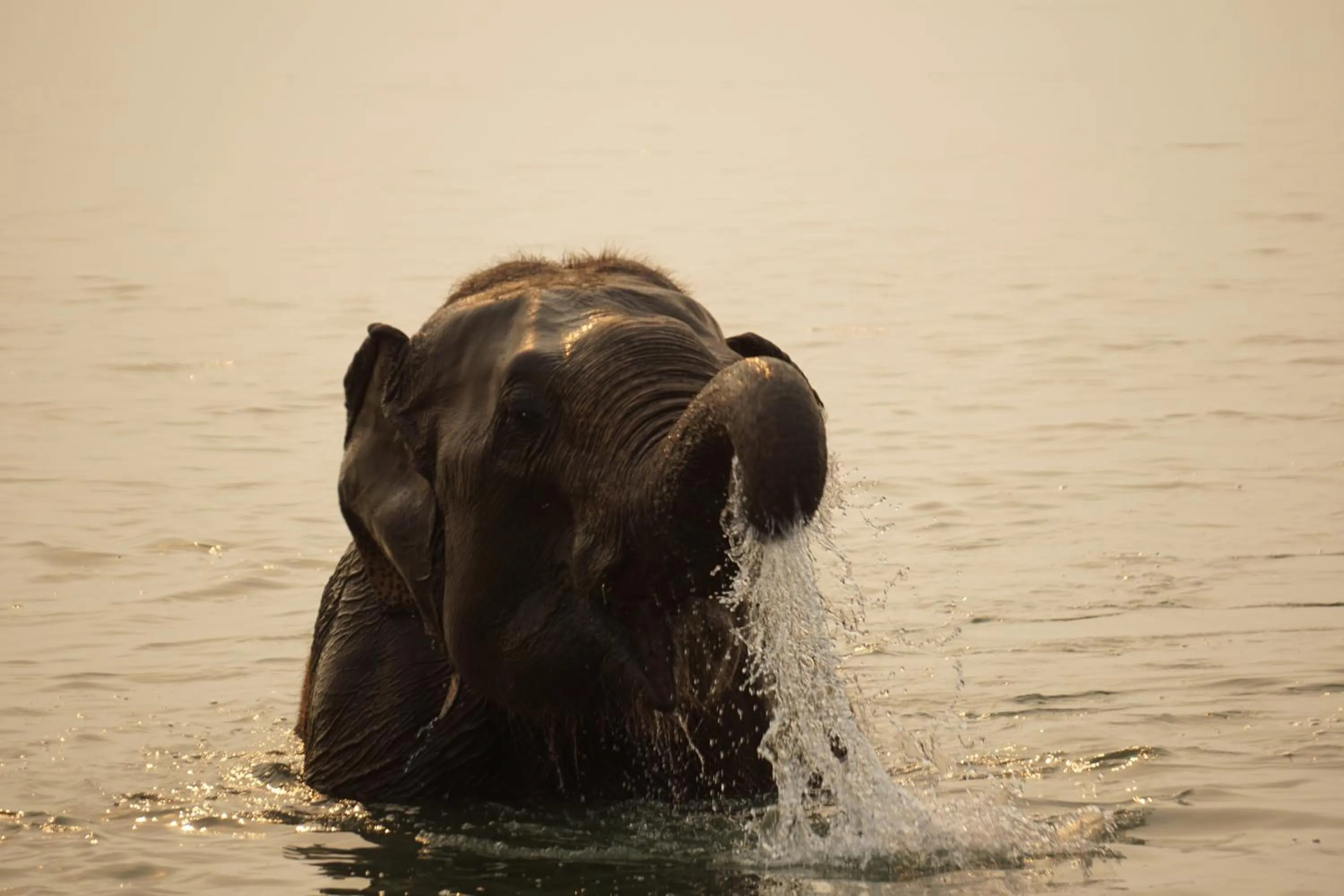 Animals in Tiger Tops Tharu Lodge