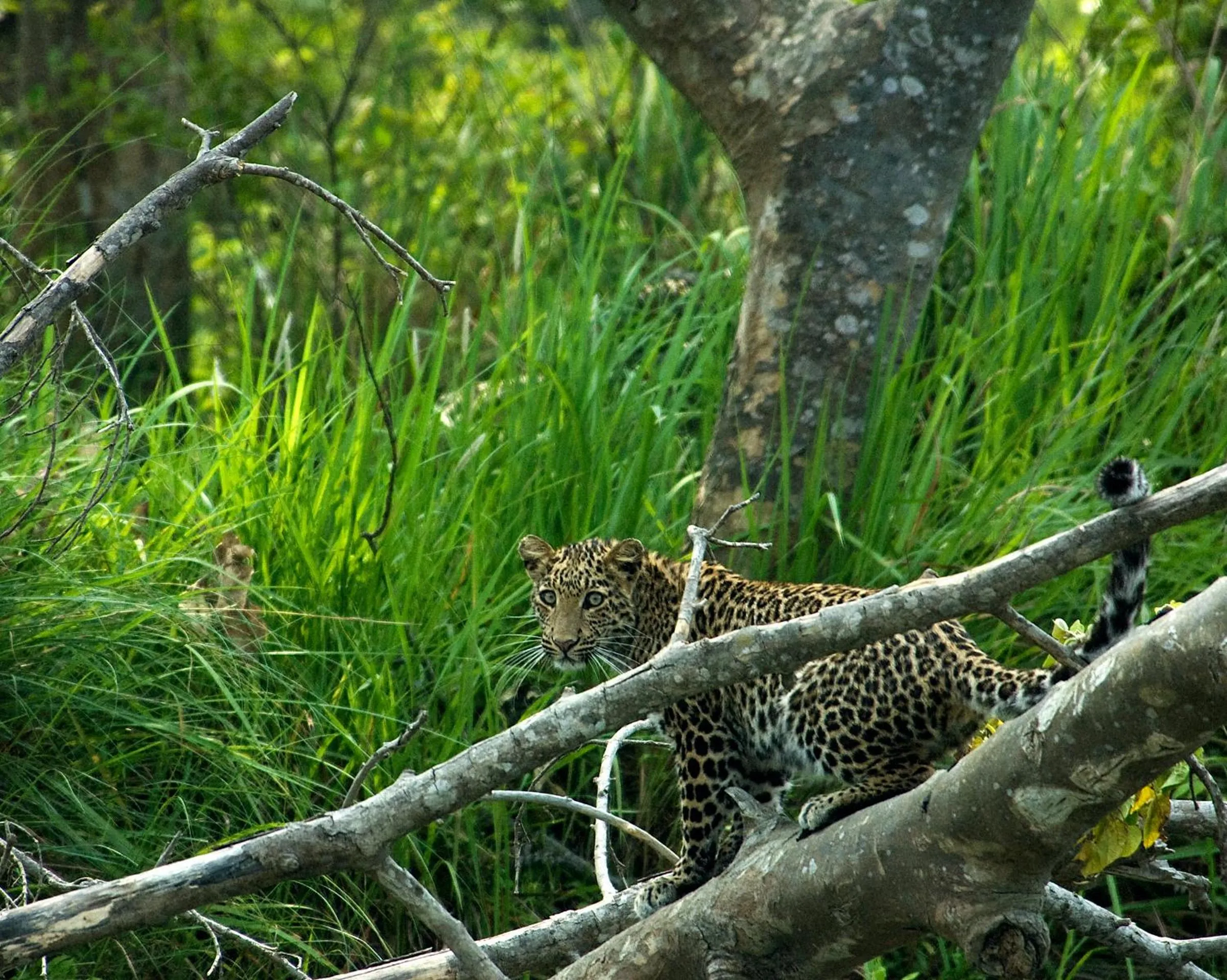 Activities in Tiger Tops Tharu Lodge