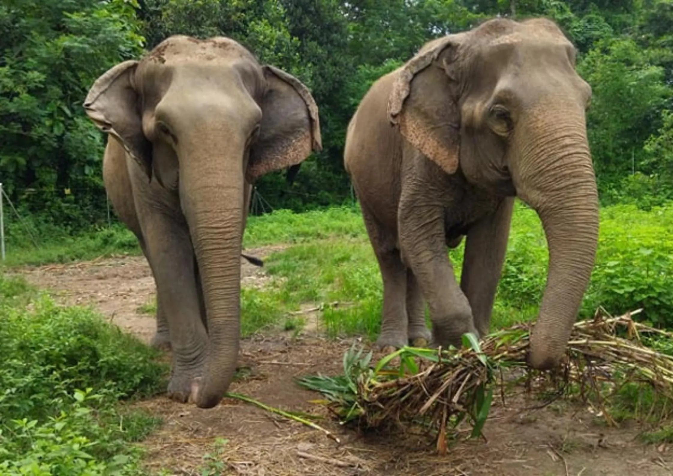 Property building in Tiger Tops Tharu Lodge