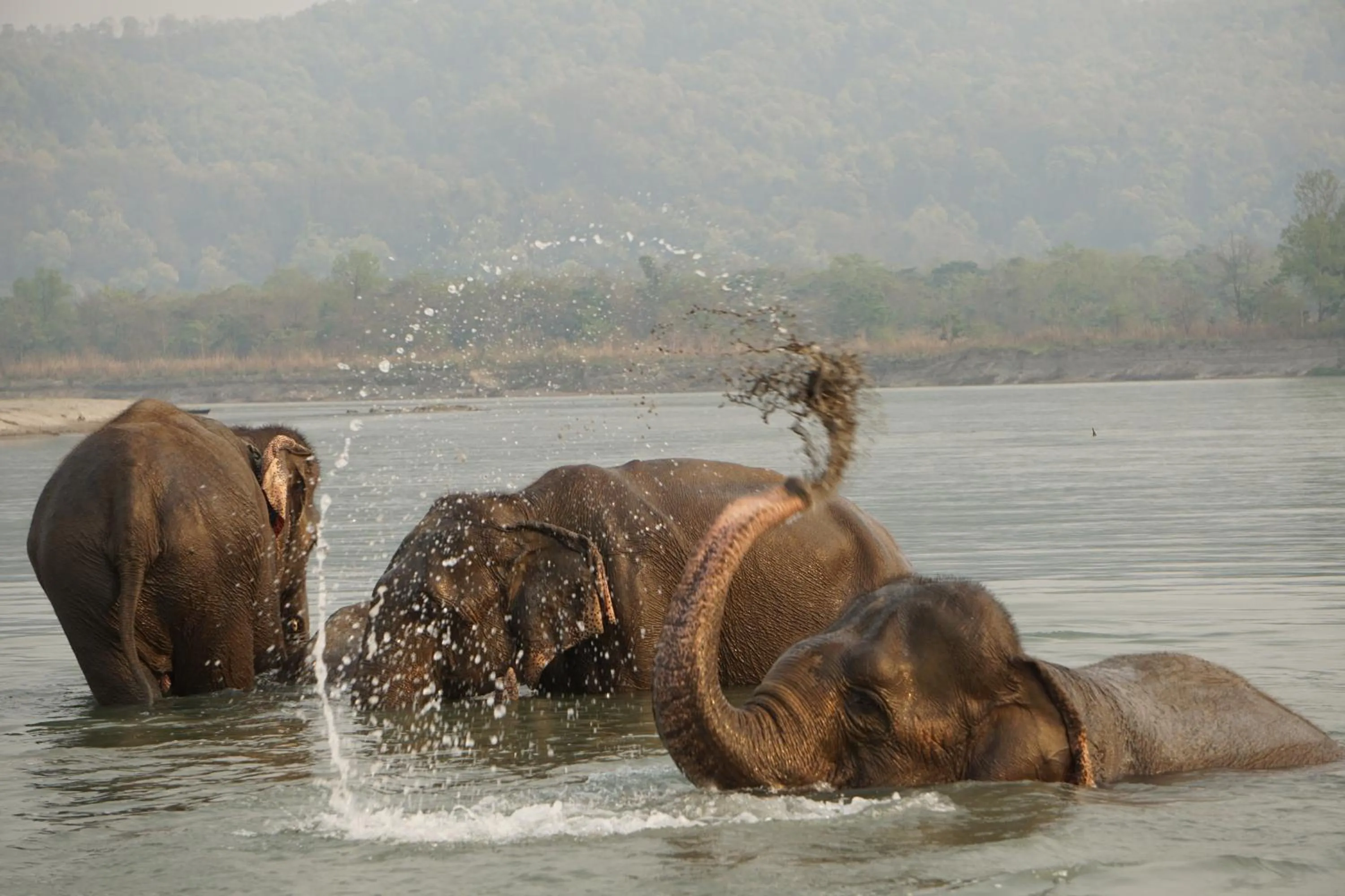 Animals in Tiger Tops Tharu Lodge