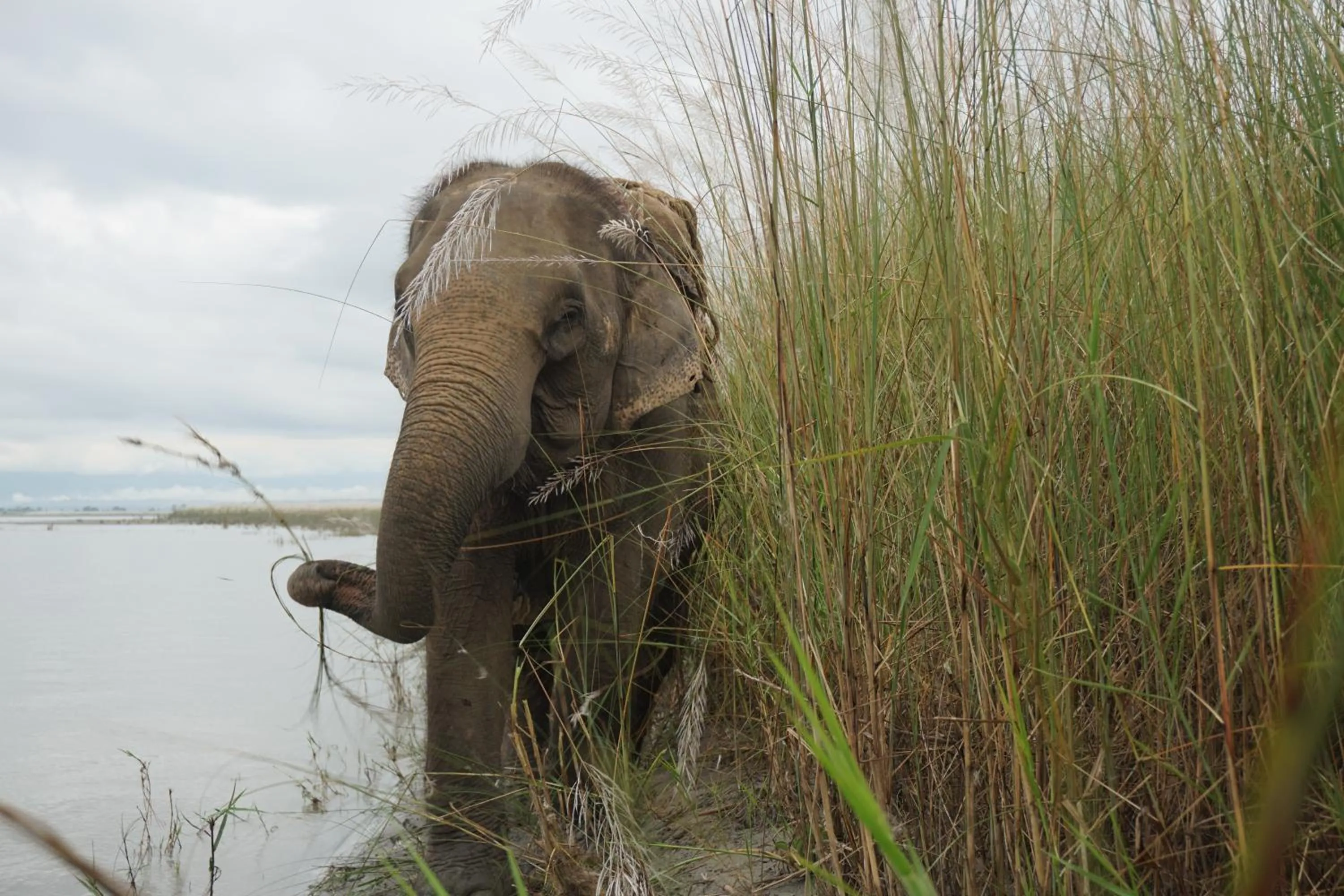 Animals in Tiger Tops Tharu Lodge