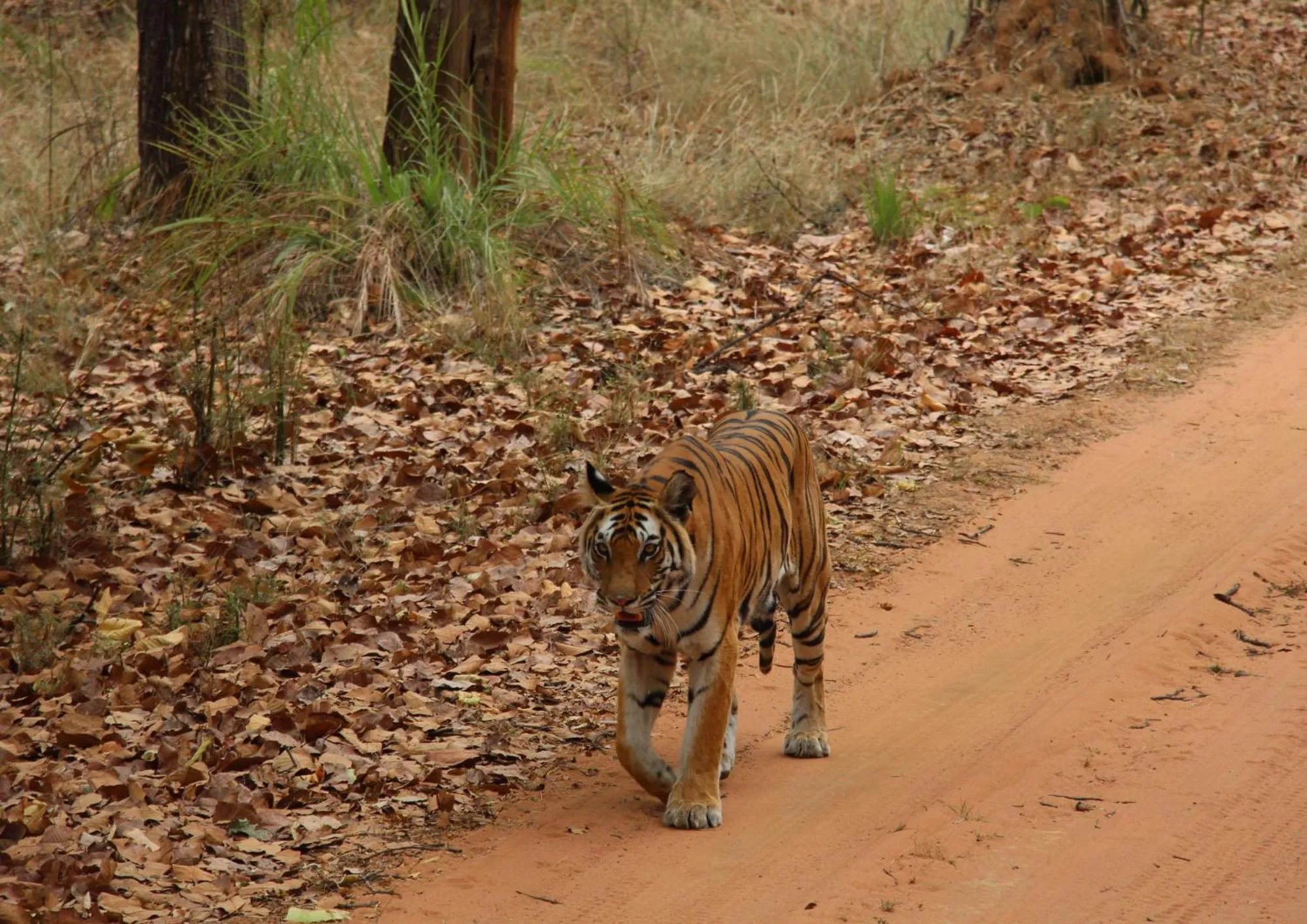 Spring in Tiger Tops Karnali Lodge