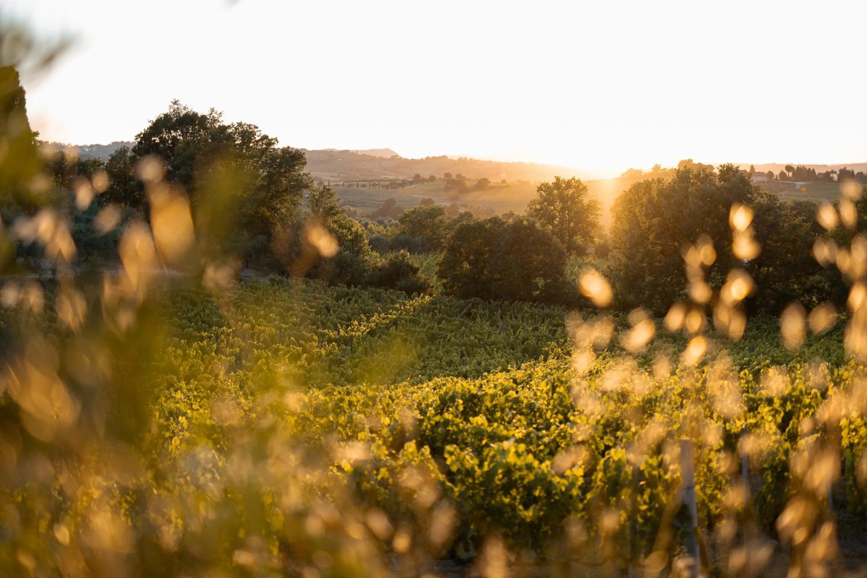 Natural landscape in Borgo San Vincenzo