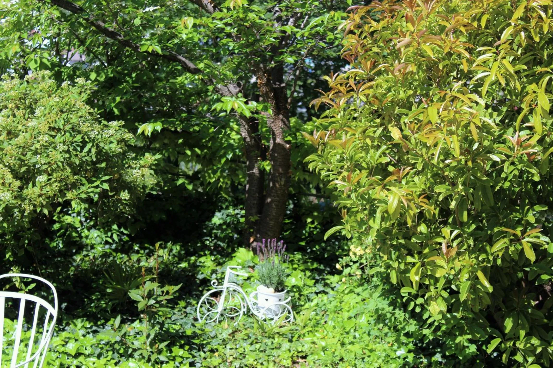 Garden in Hotel Rotwand