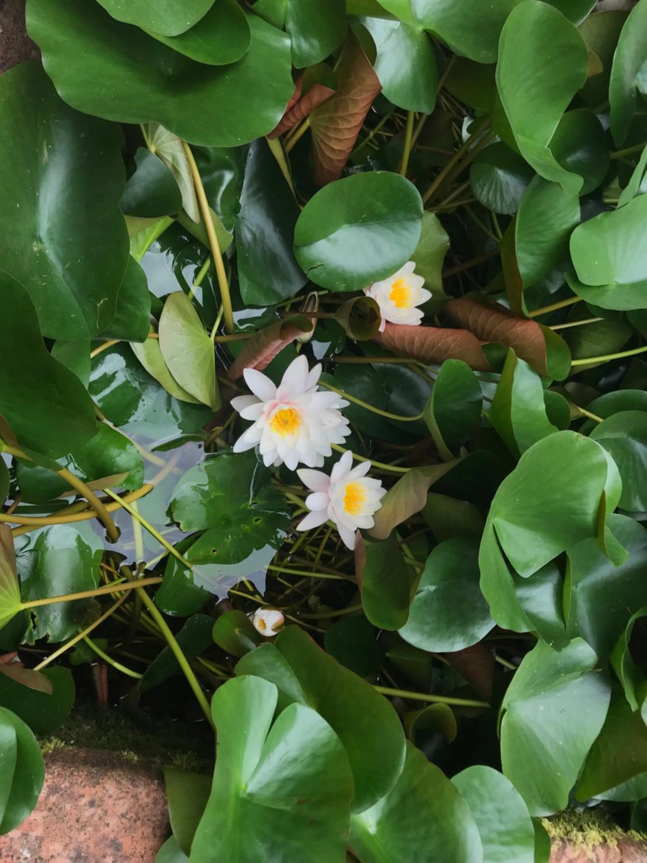 Garden in Casabiancalana Boutique