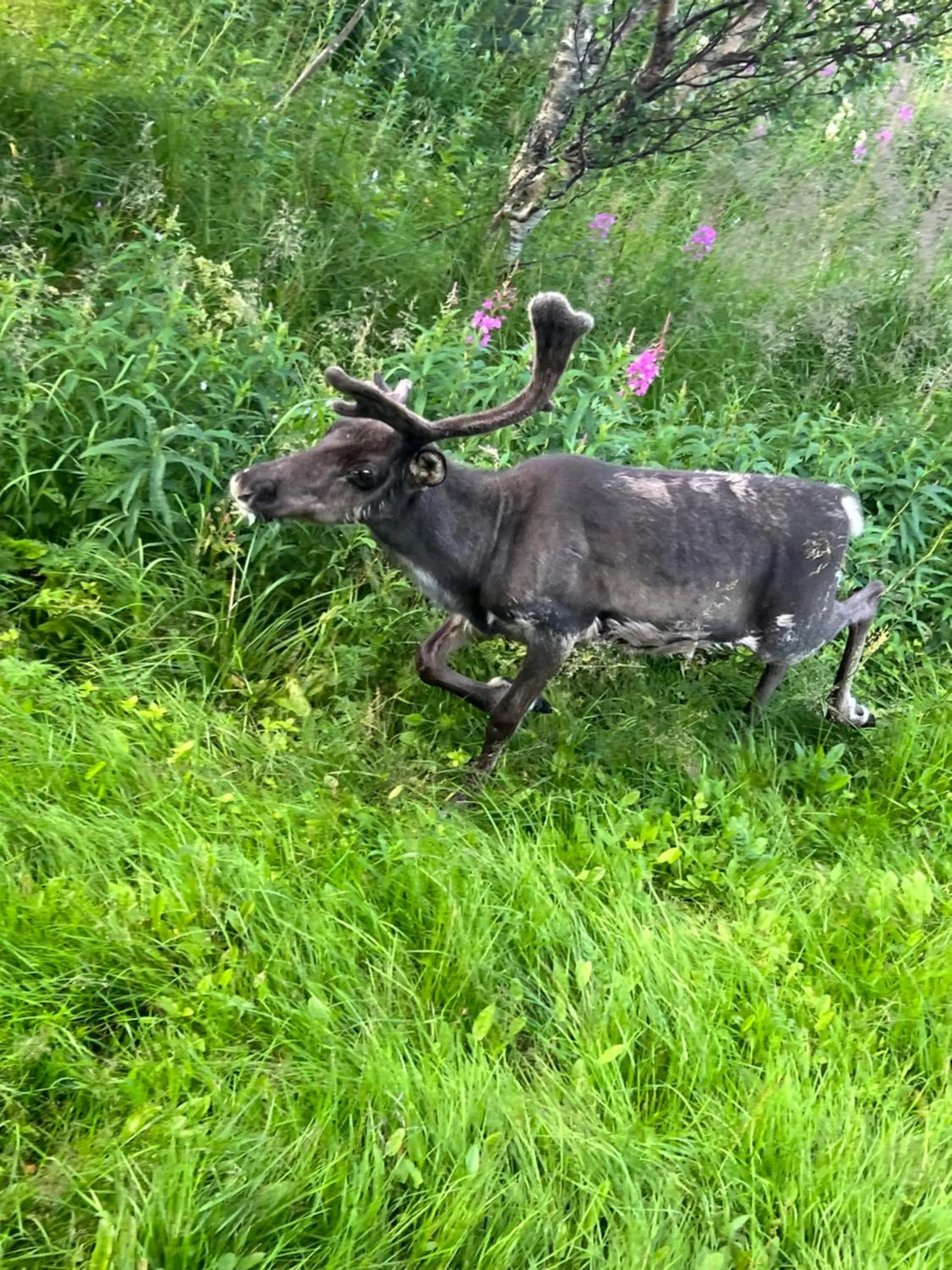 Natural landscape in Senja Living