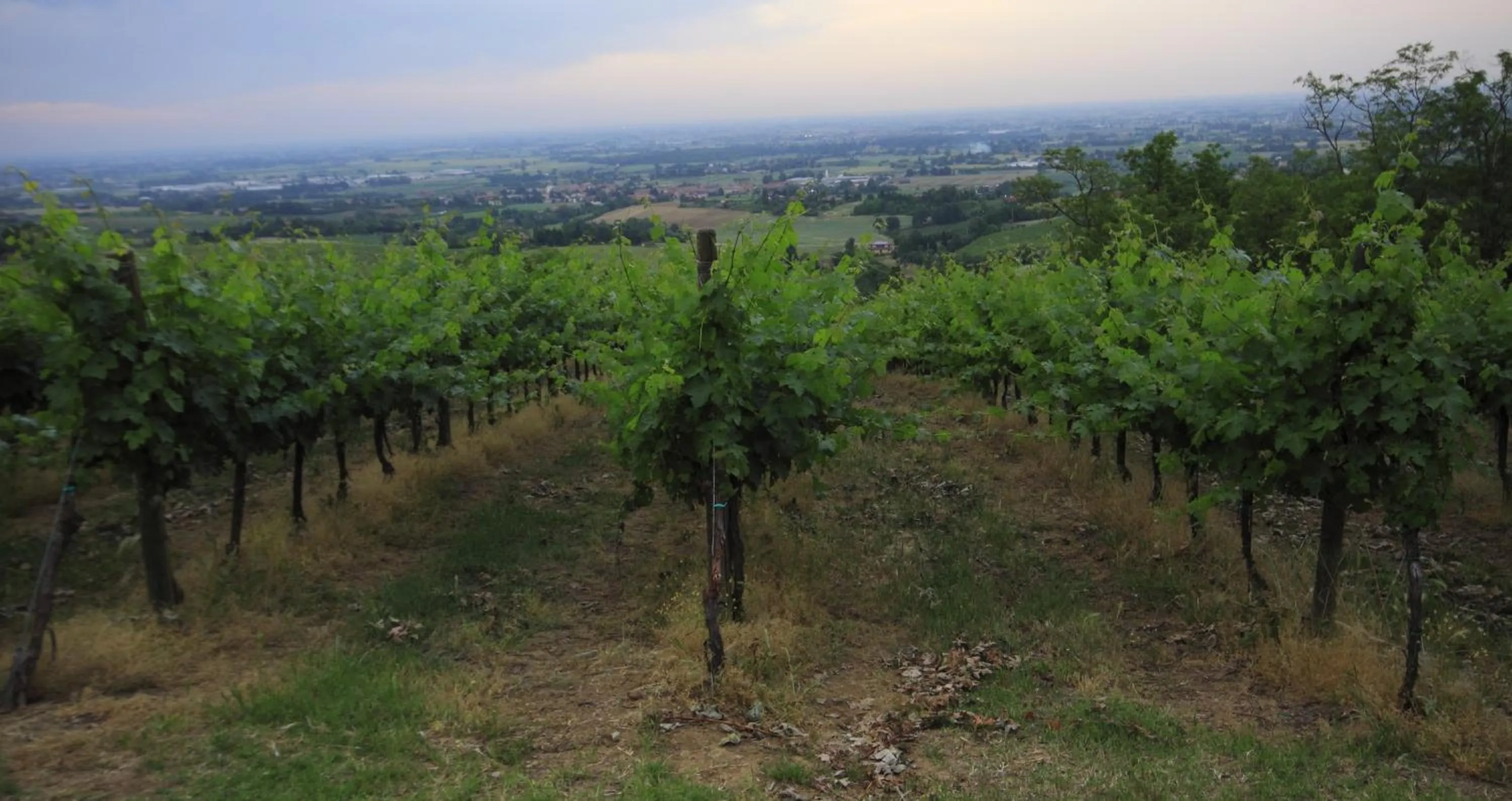View (from property/room) in Agriturismo Gaggioli Borgo Delle Vigne