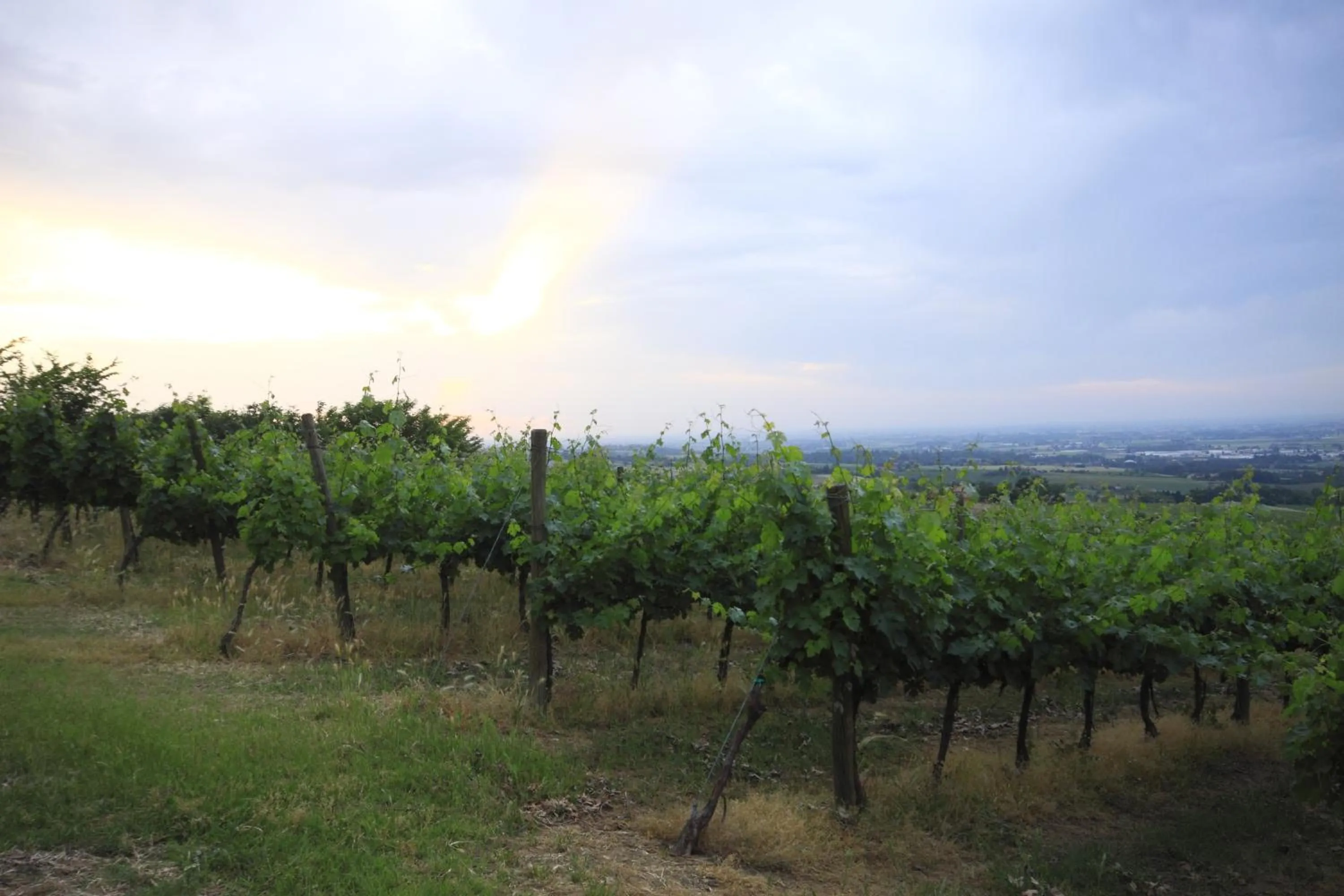 View (from property/room) in Agriturismo Gaggioli Borgo Delle Vigne