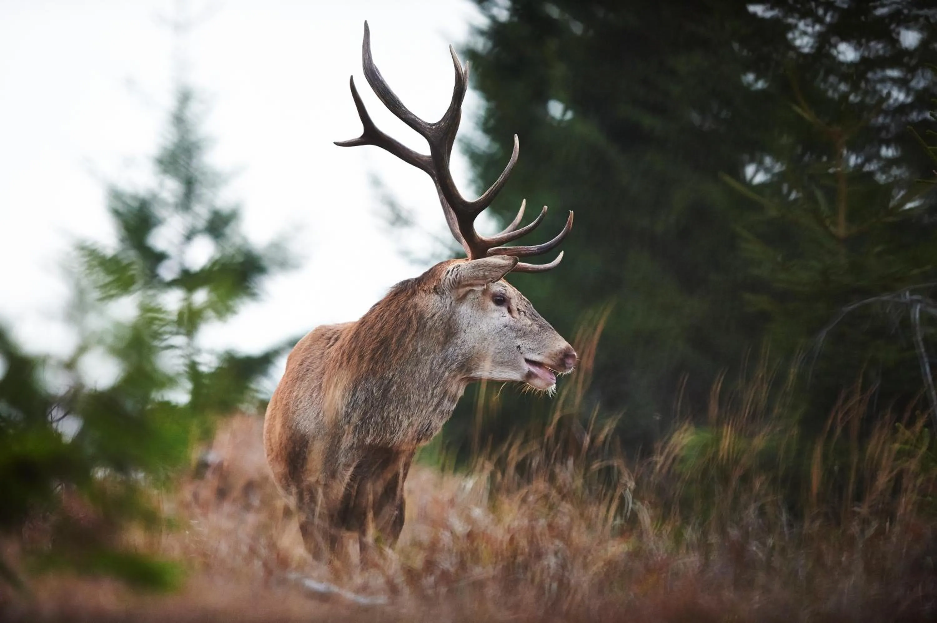 Animals in Rehwinkel