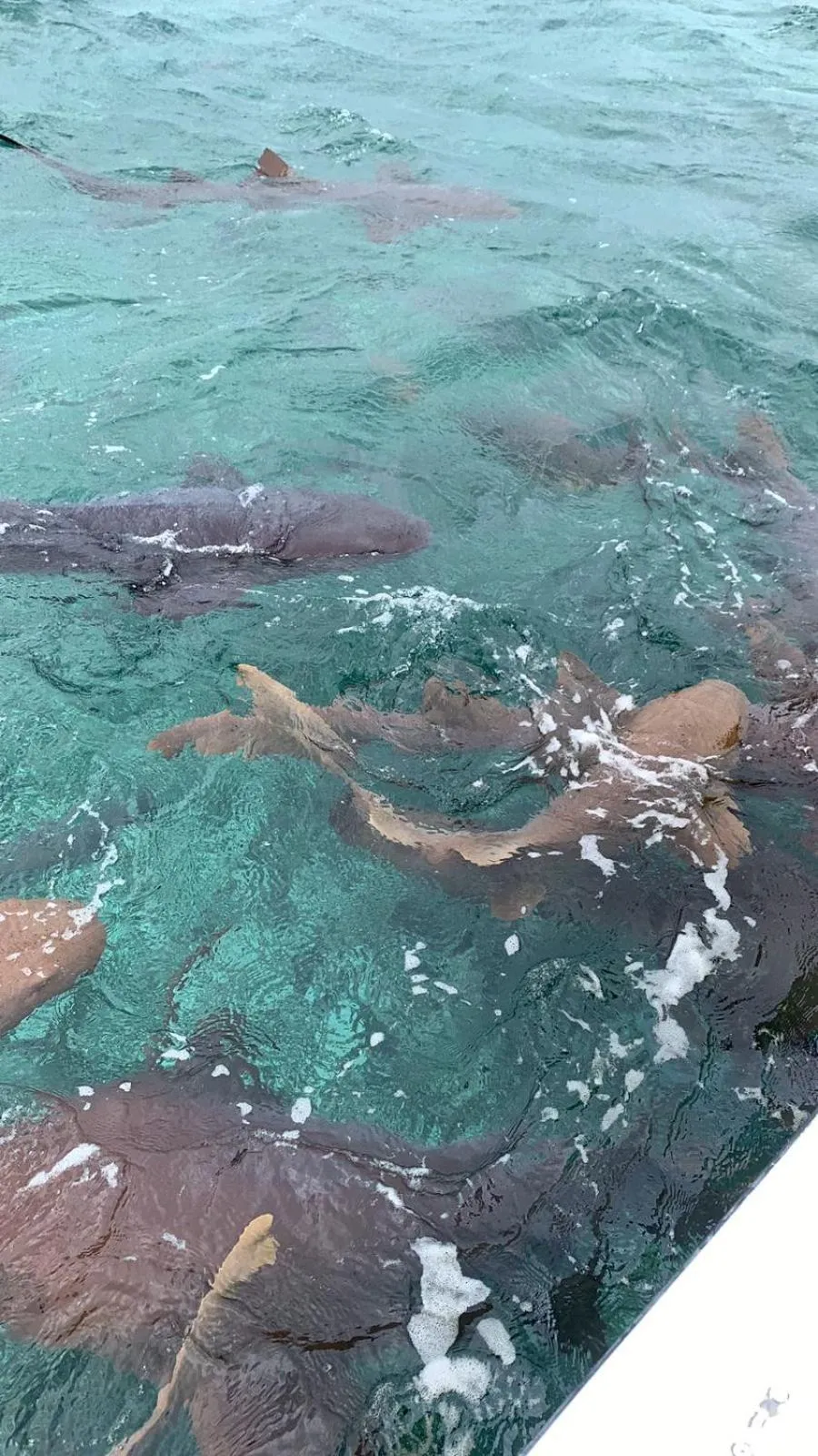 Activities in Tropical Paradise