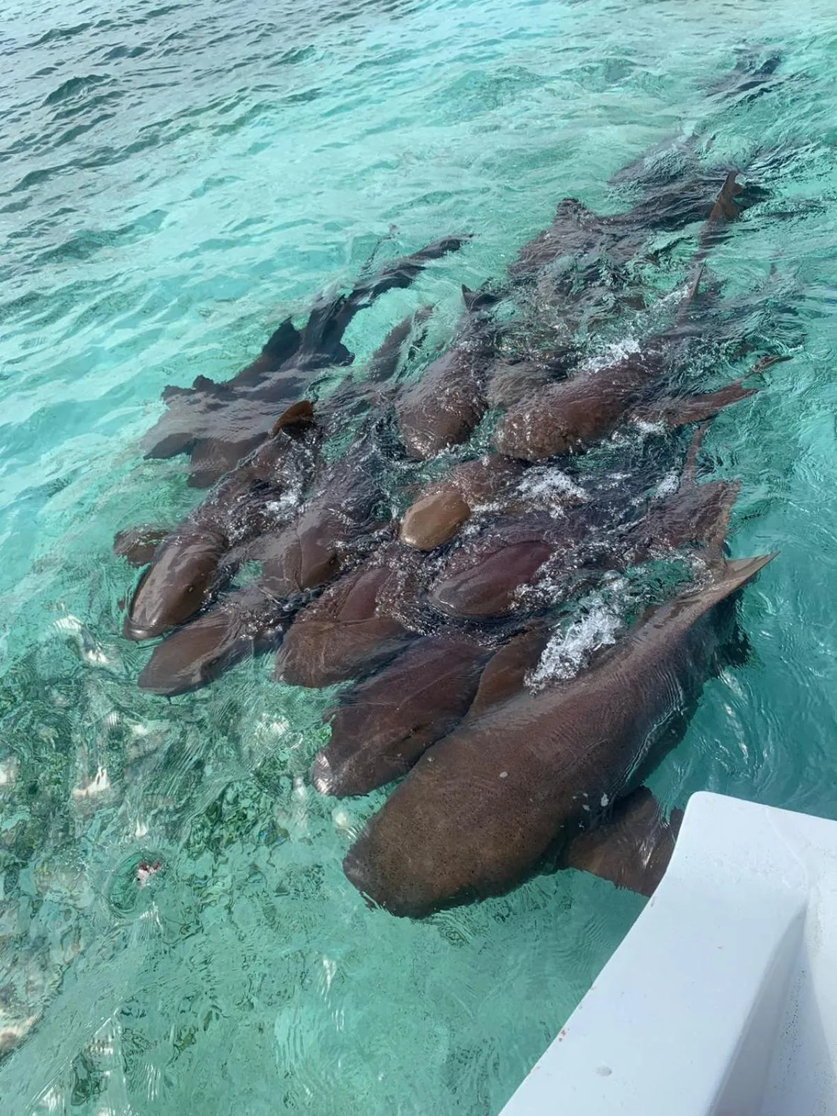 Activities in Tropical Paradise