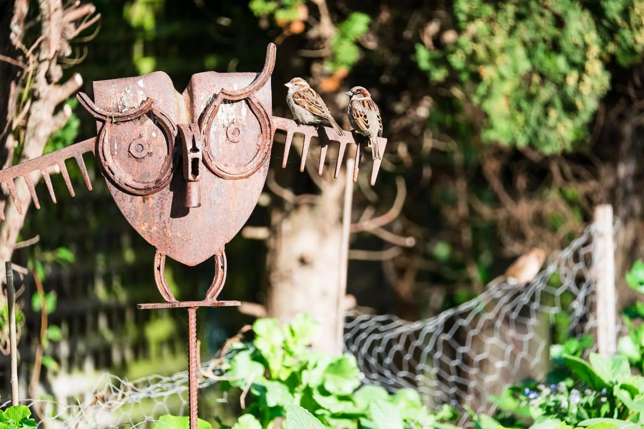Garden in Merrijig Inn