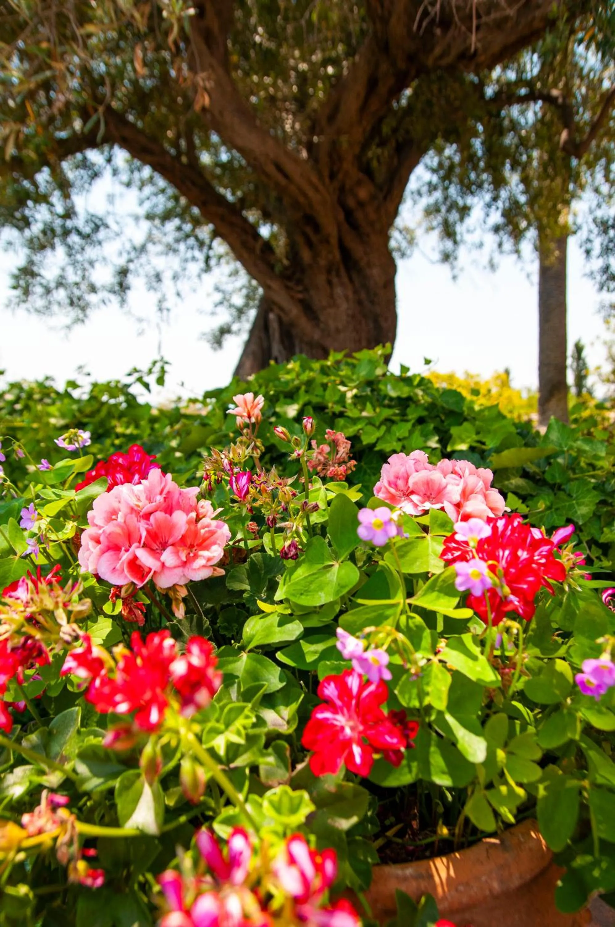 Garden in Antico Borgo Etneo Country Hotel