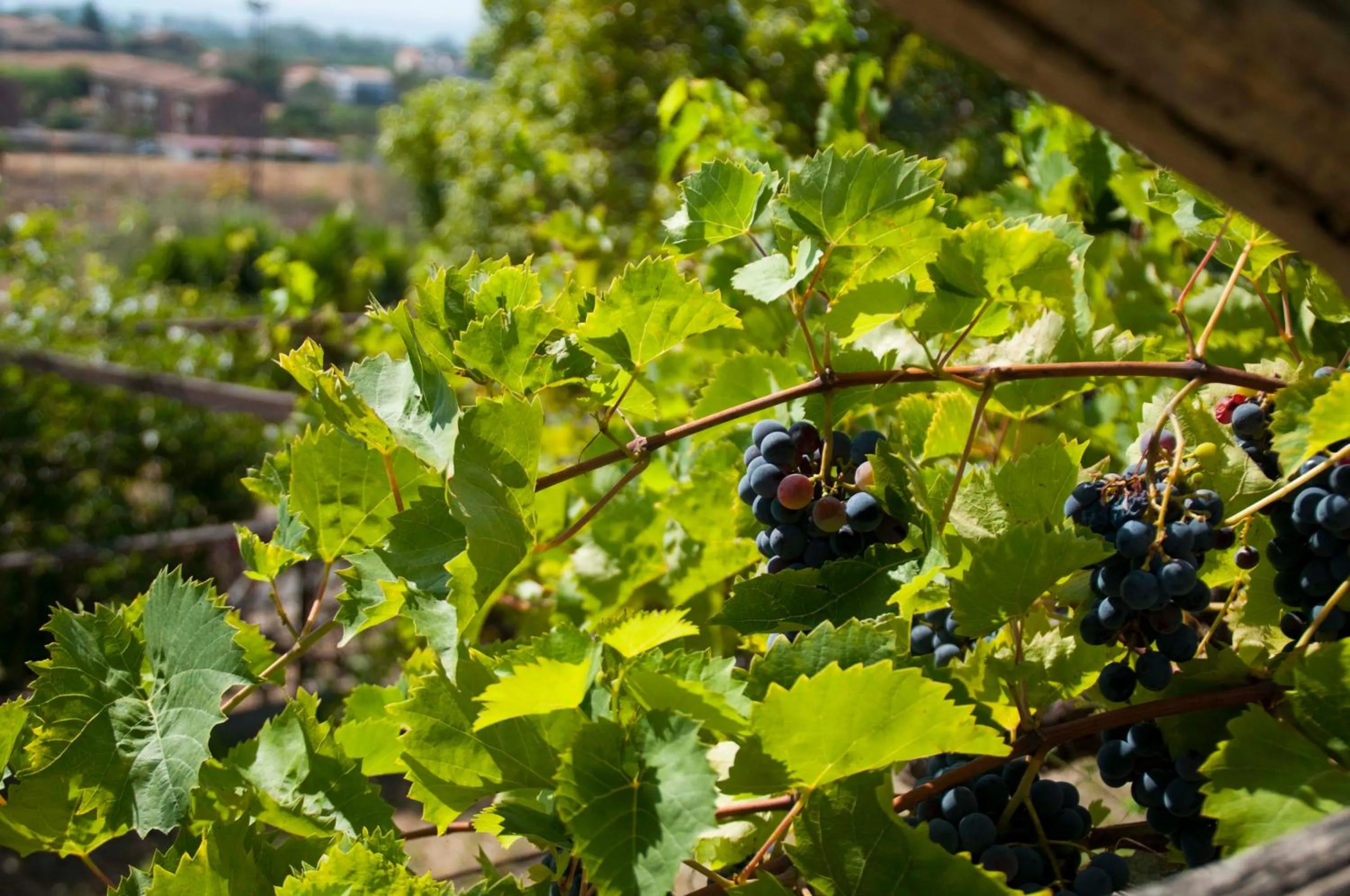 Garden in Antico Borgo Etneo Country Hotel