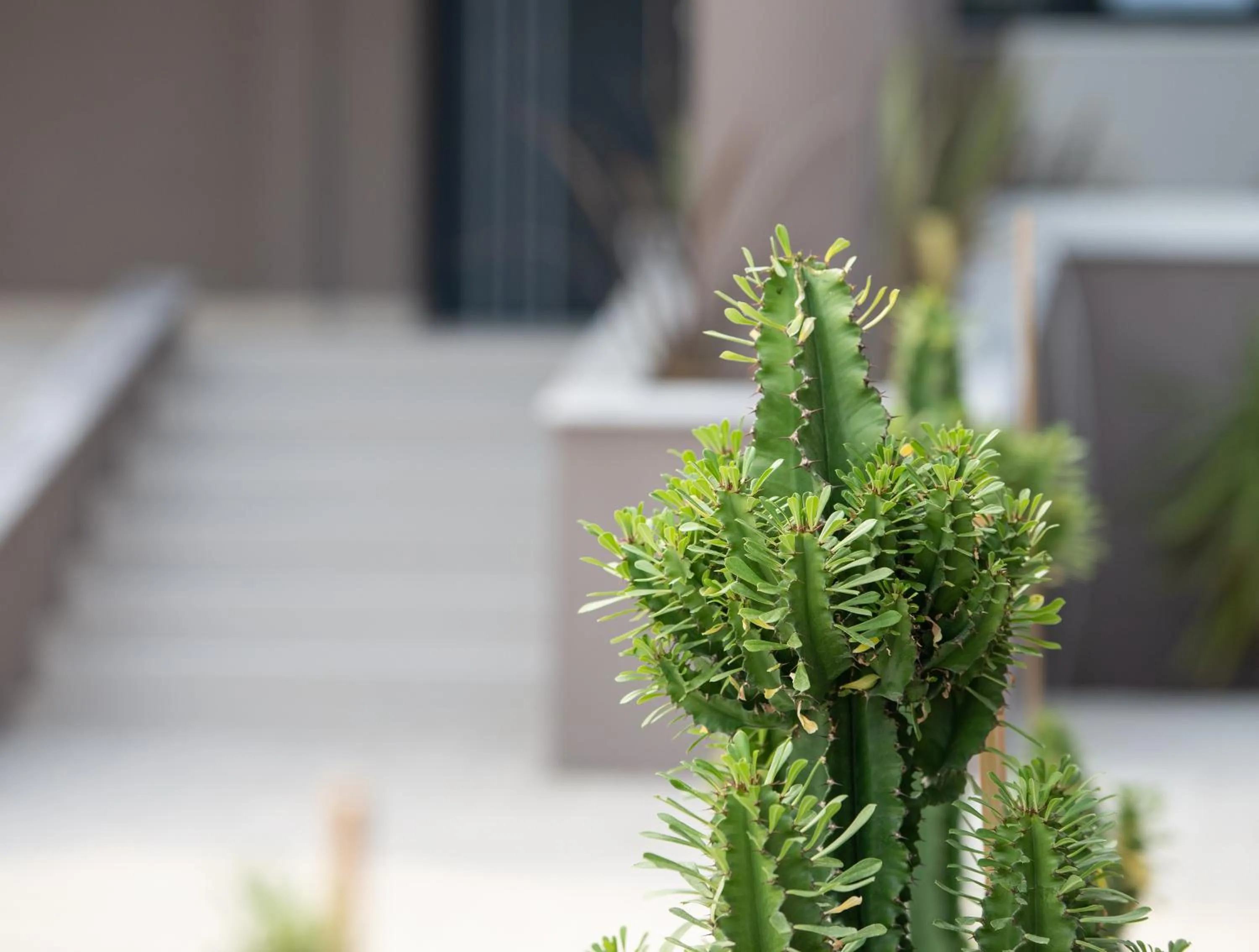 Garden in Mykoniatika Villas
