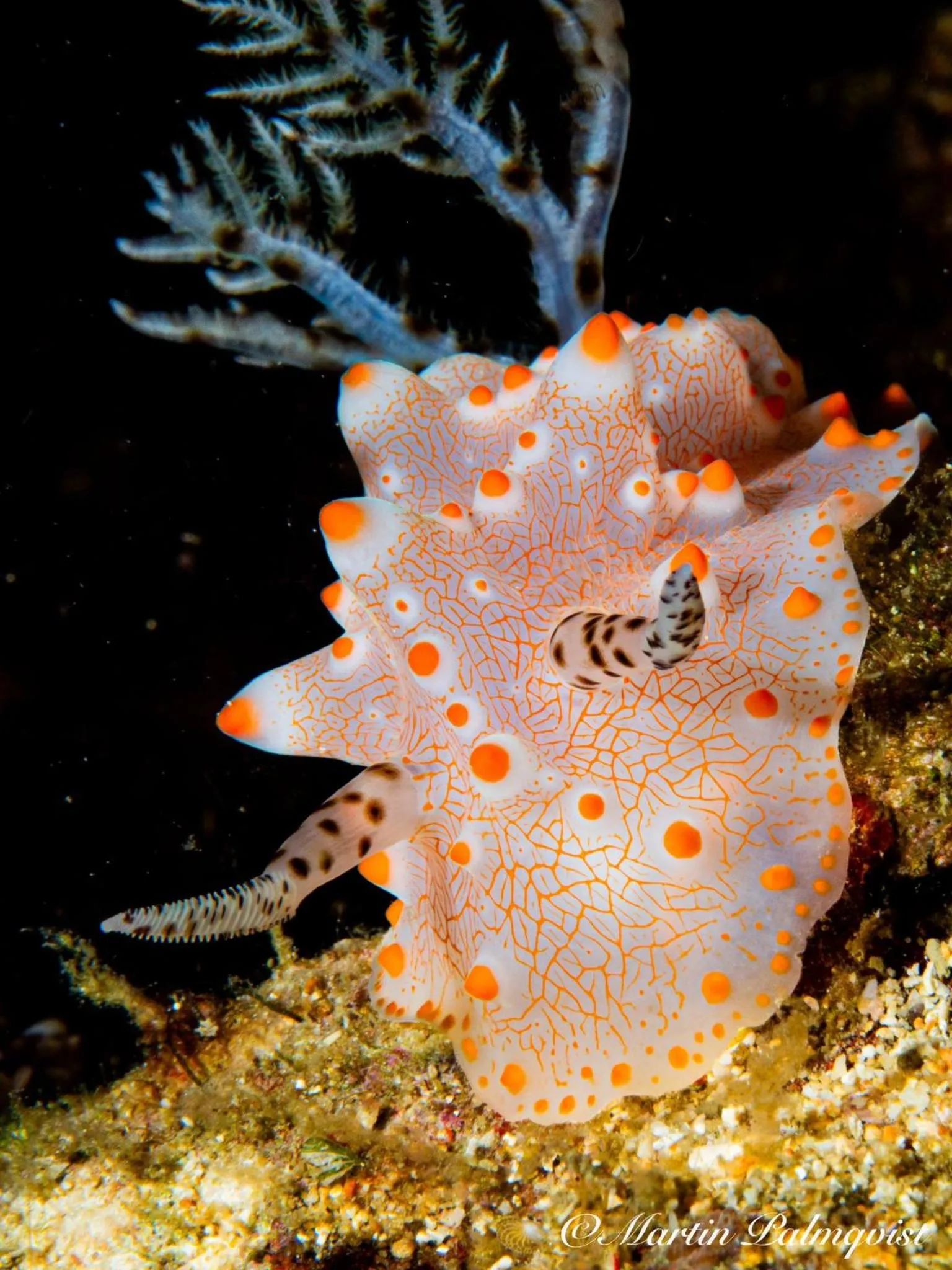 Diving in Casalay Boutique Villas & Dive