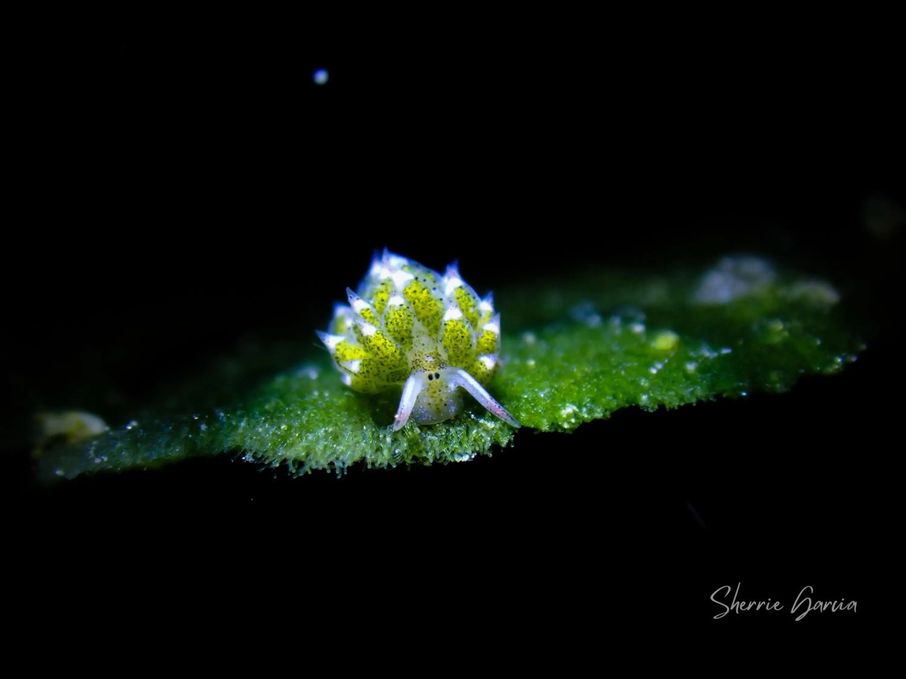 Night in Casalay Boutique Villas & Dive