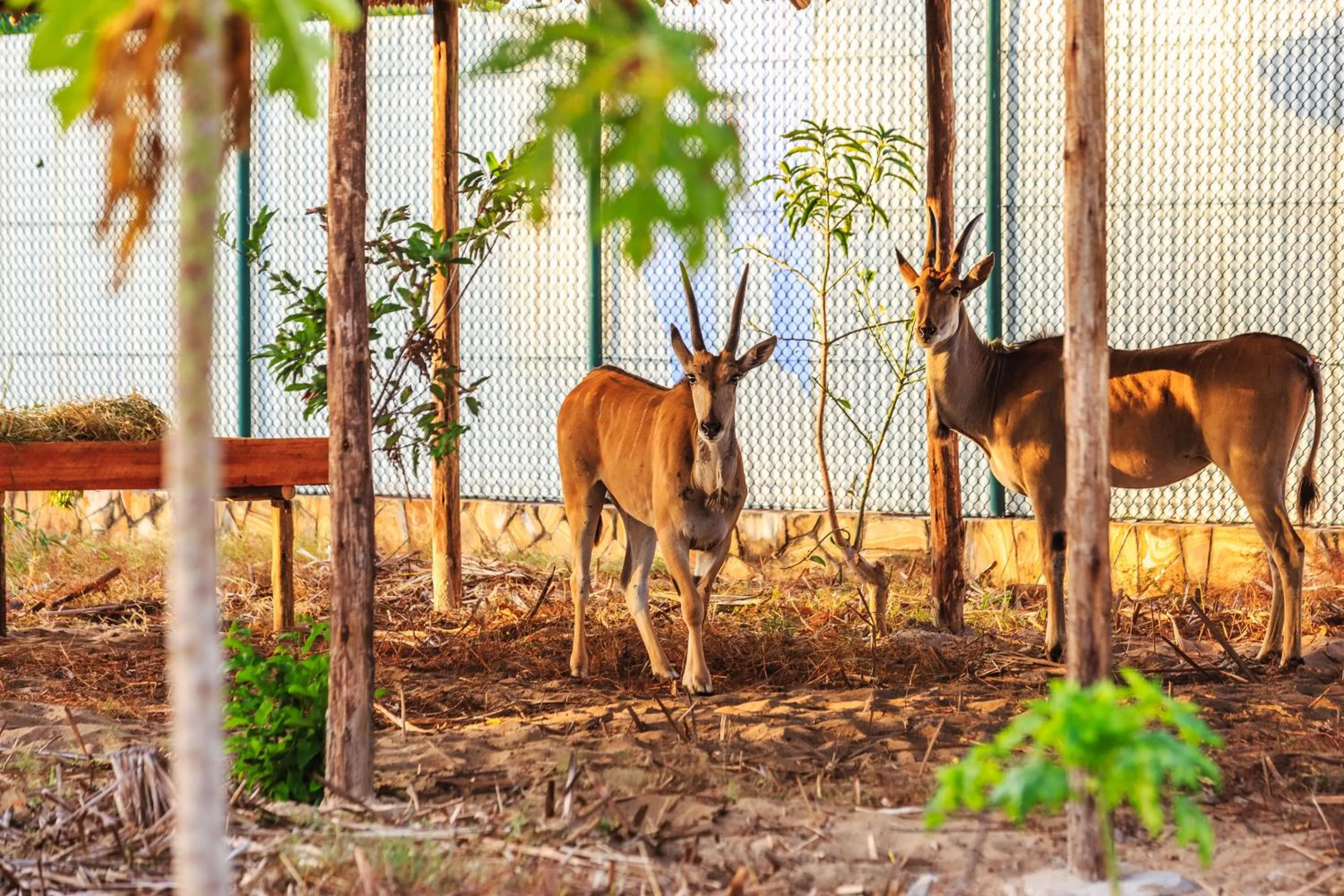 Garden in Aya Sophia Villa Garden Hotel