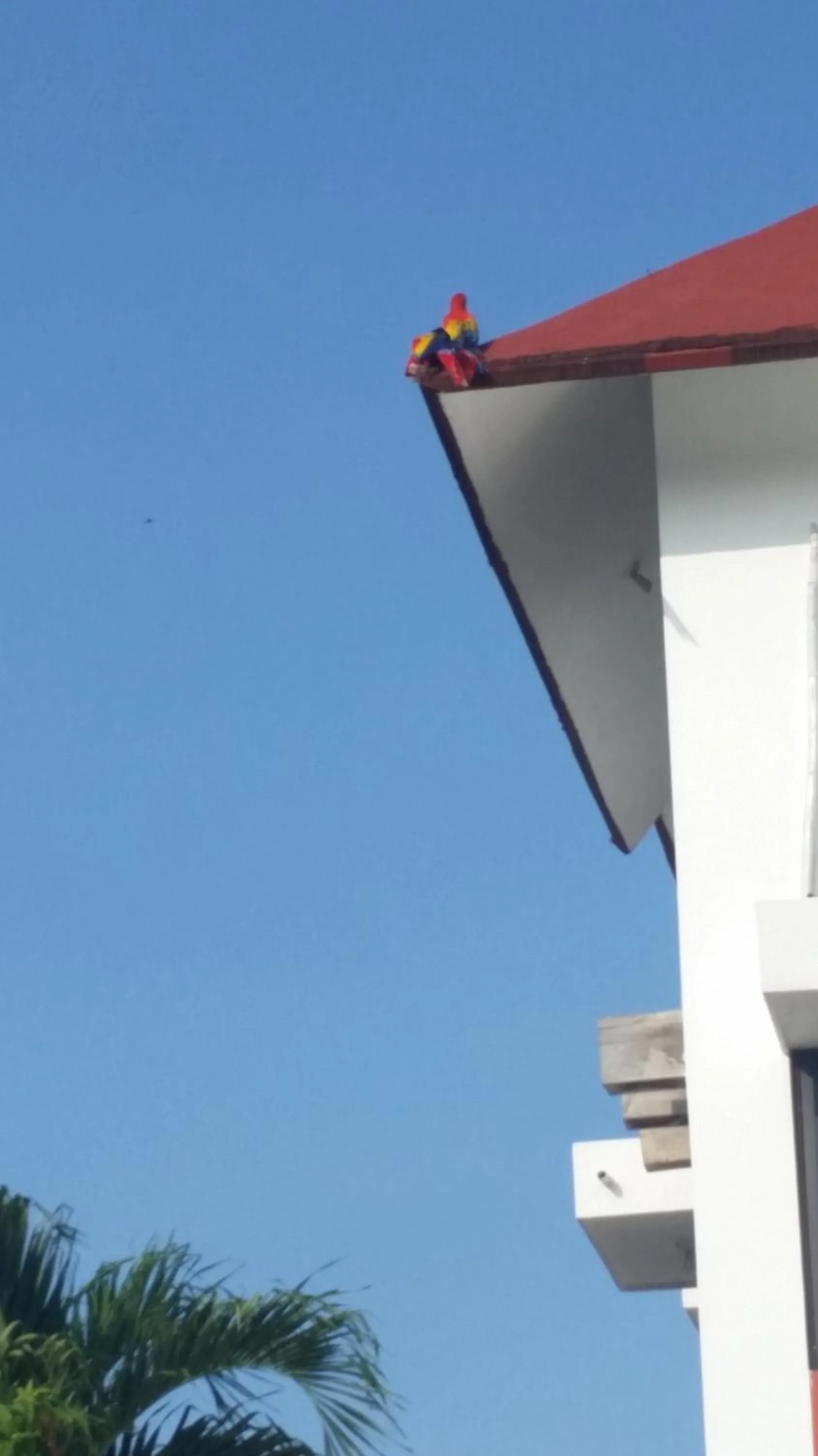 Garden view in Hotel Cañada Internacional