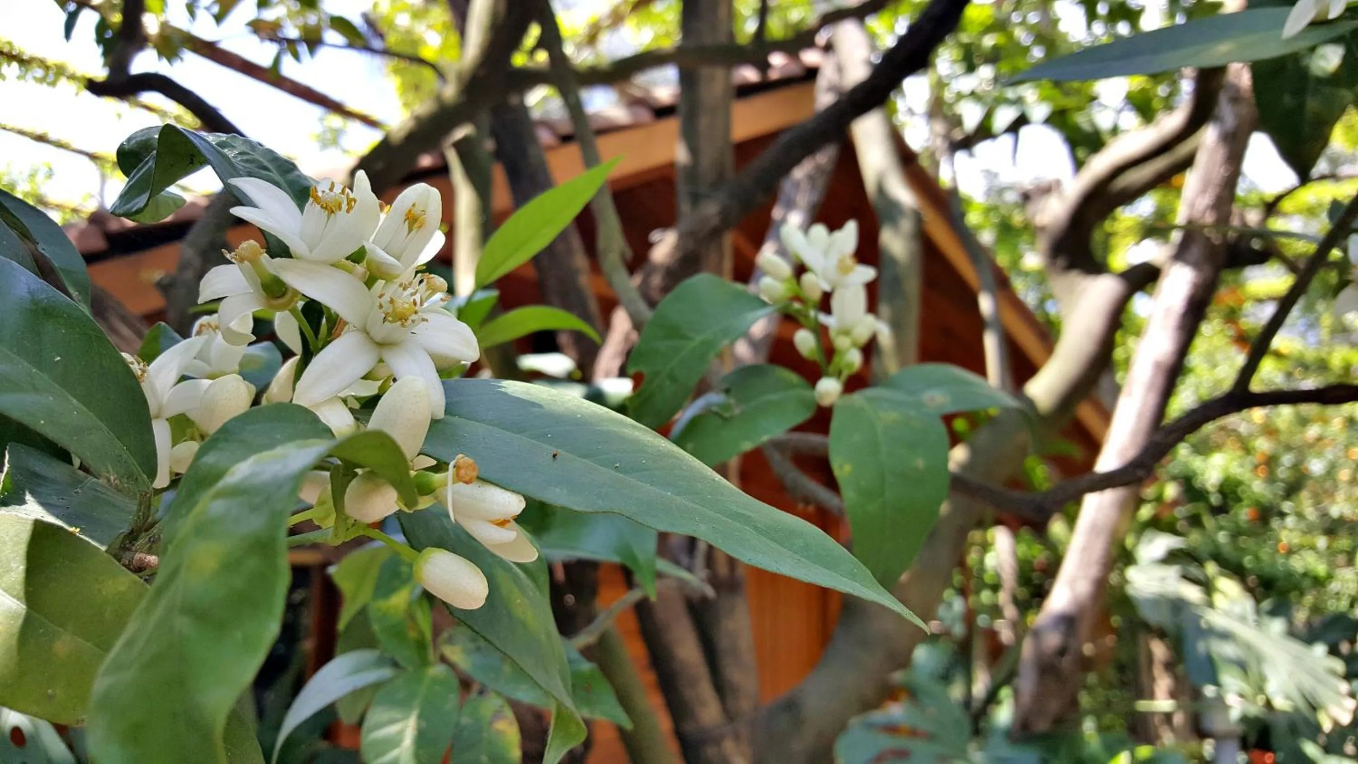 Garden view in Residence Villaggio Verde