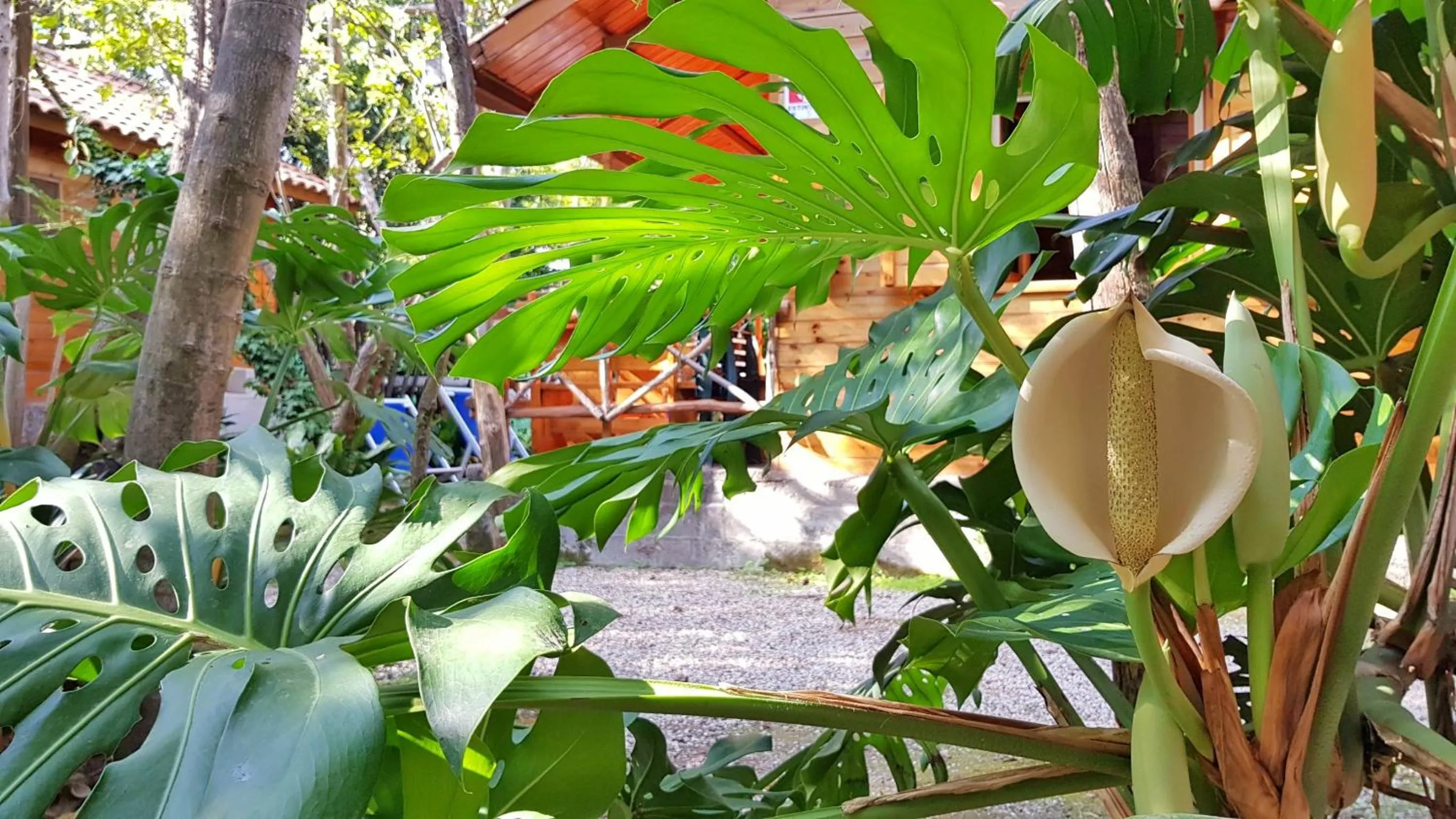 Garden view in Residence Villaggio Verde